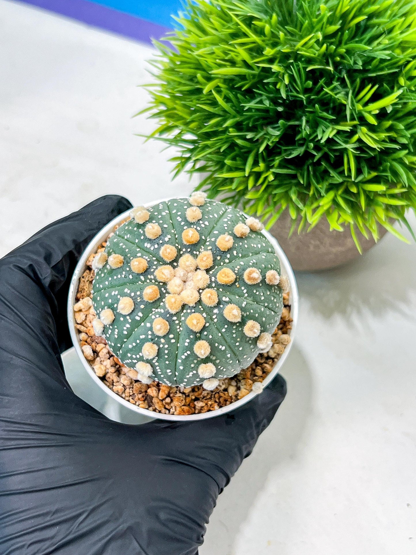Custom Order- We’ll send you the exact live plant pictured (T10) (p2) | Las Vegas Plant Shop | 3" Pot