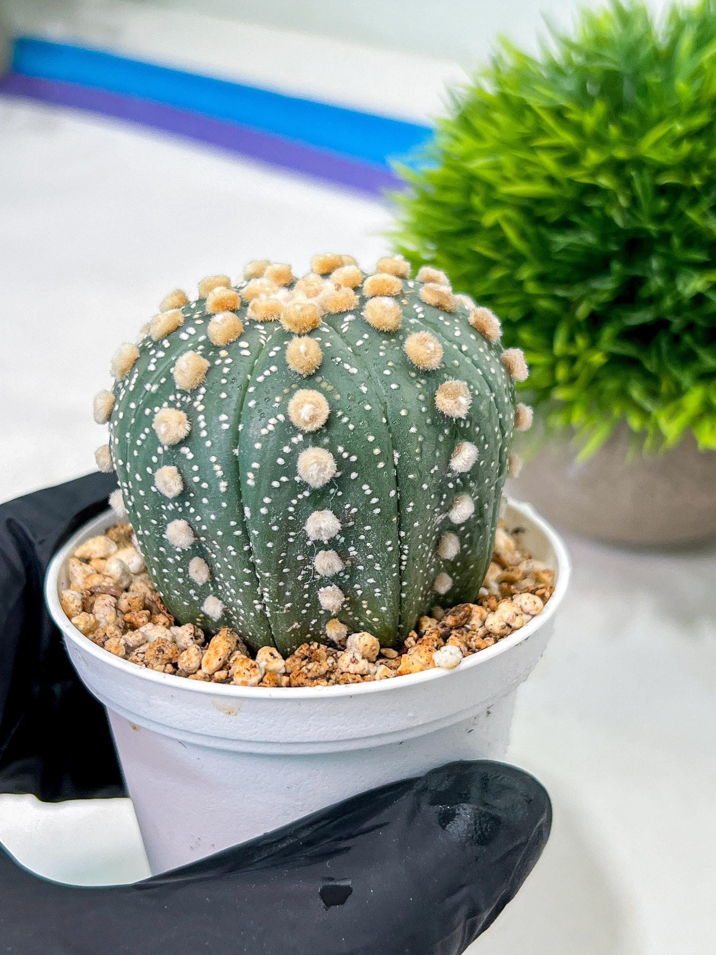 Custom Order- We’ll send you the exact live plant pictured (T10) (p2) | Las Vegas Plant Shop | 3" Pot