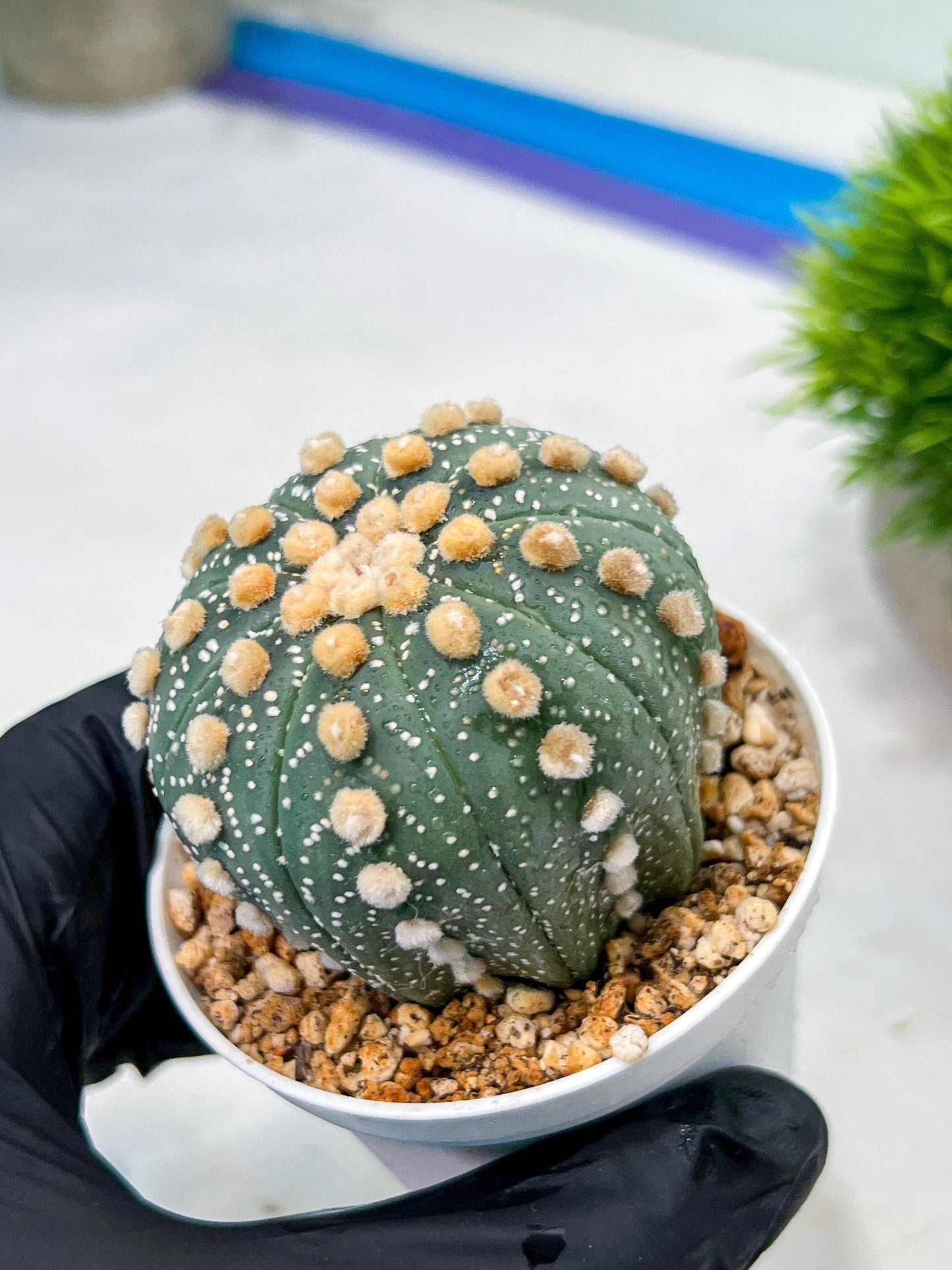 Custom Order- We’ll send you the exact live plant pictured (T10) (p2) | Las Vegas Plant Shop | 3" Pot