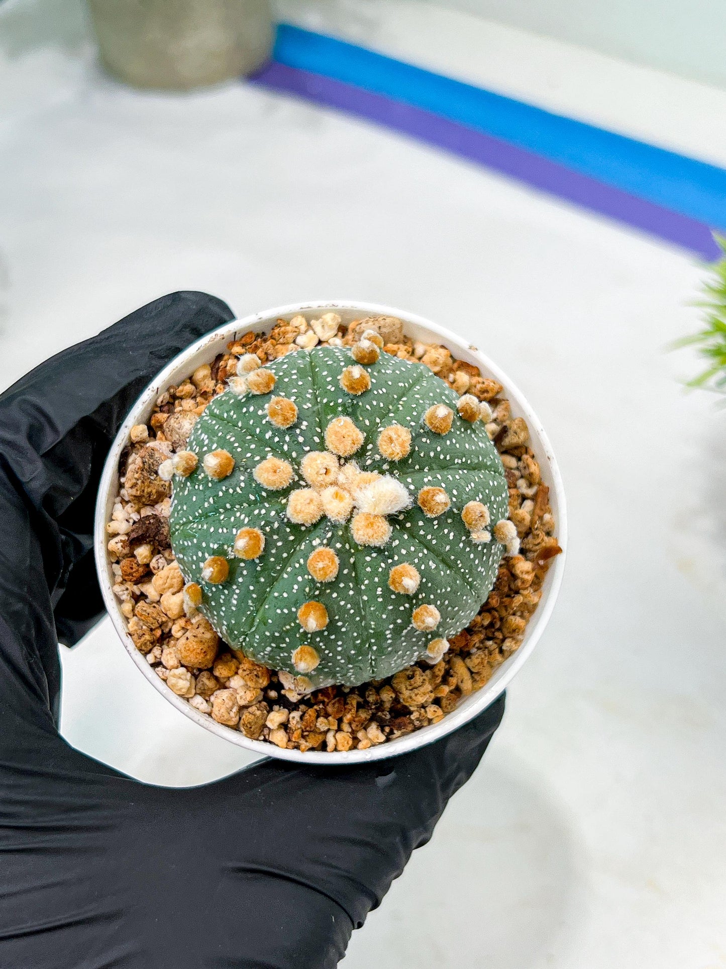 Custom Order- We’ll send you the exact live plant pictured (T10) (p3) | SHIP from USA | 3" Pot