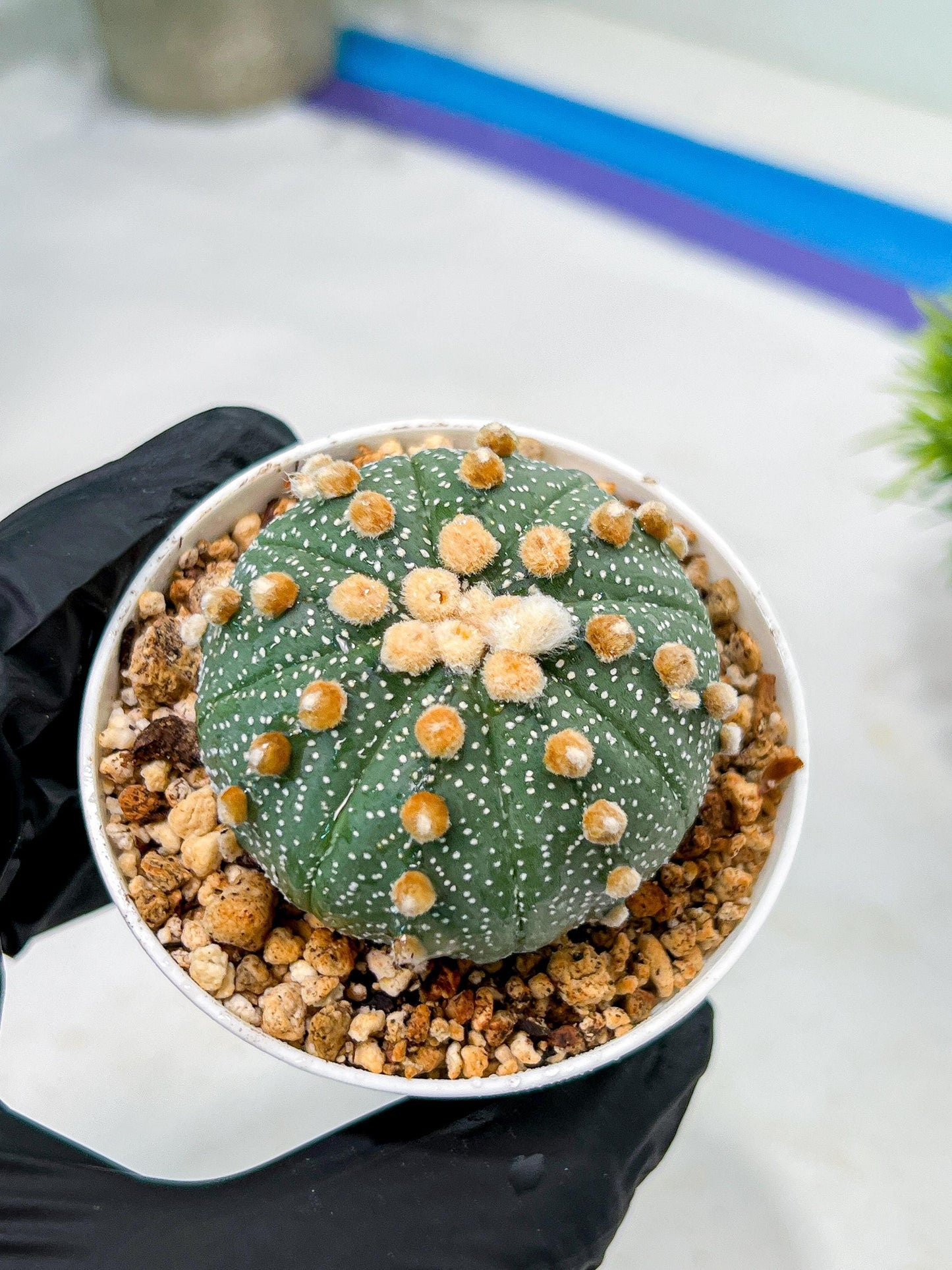Custom Order- We’ll send you the exact live plant pictured (T10) (p3) | SHIP from USA | 3" Pot