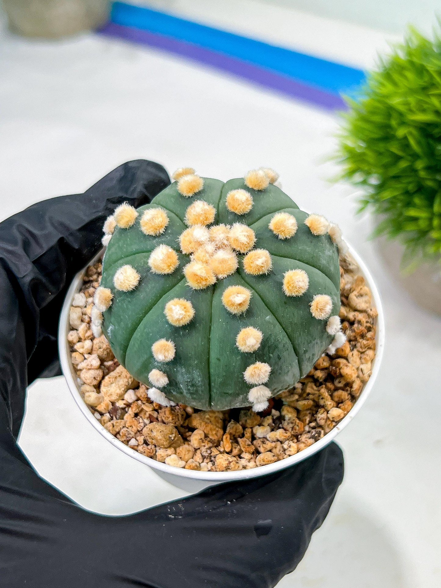 Custom Order- We’ll send you the exact live plant pictured (T10) (p4) | Las Vegas PLANT SELLER| 3" Pot