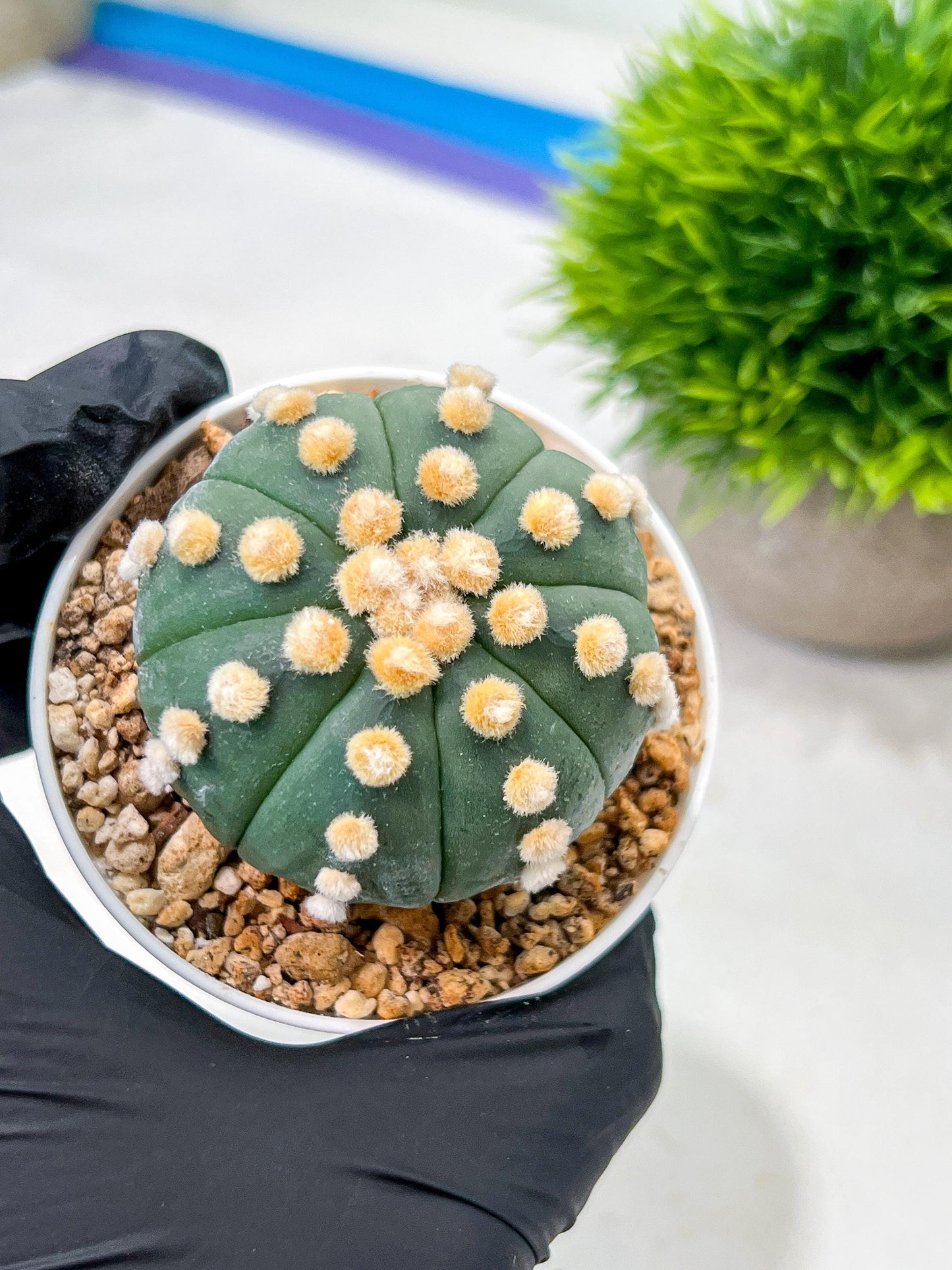 Custom Order- We’ll send you the exact live plant pictured (T10) (p4) | Las Vegas PLANT SELLER| 3" Pot