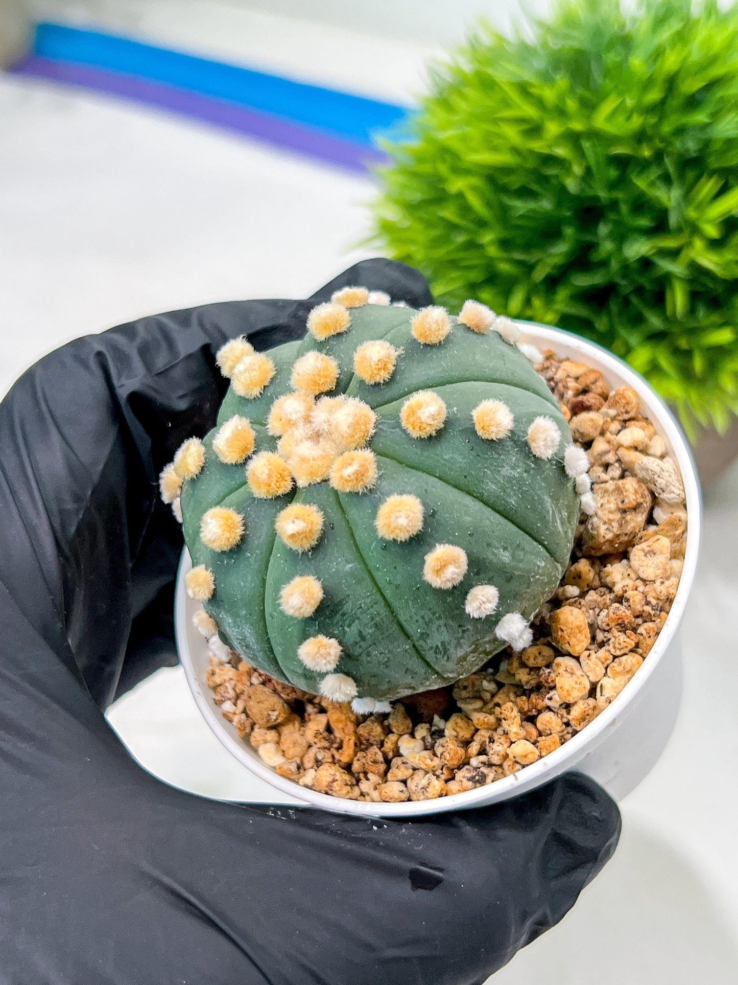 Custom Order- We’ll send you the exact live plant pictured (T10) (p4) | Las Vegas PLANT SELLER| 3" Pot