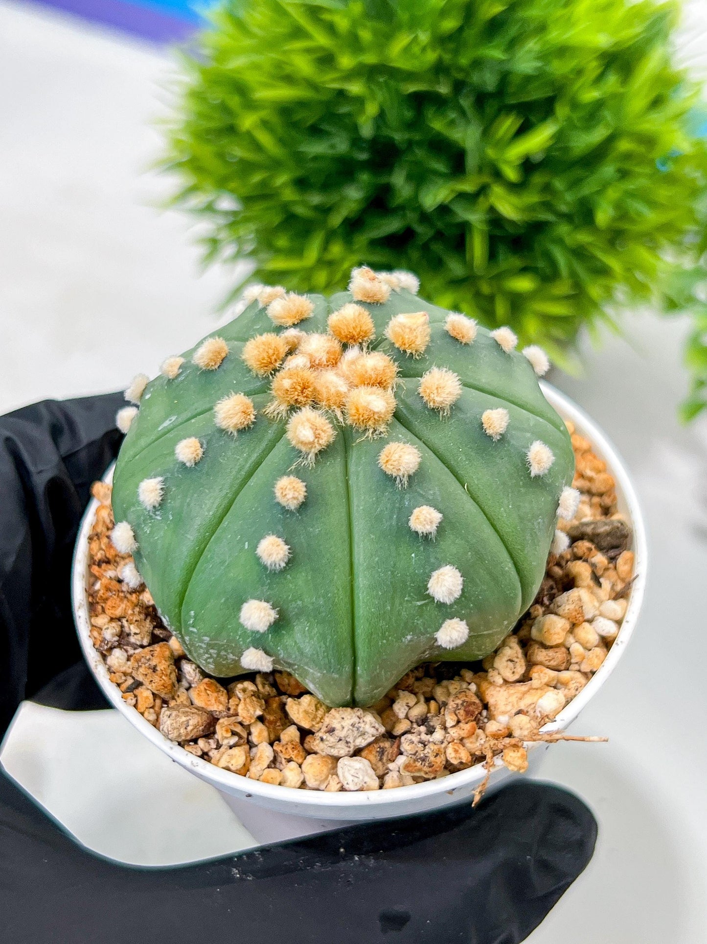Custom Order- We’ll send you the exact live plant pictured (T10) (p5) | Las Vegas Plant Shp | 3" Pot