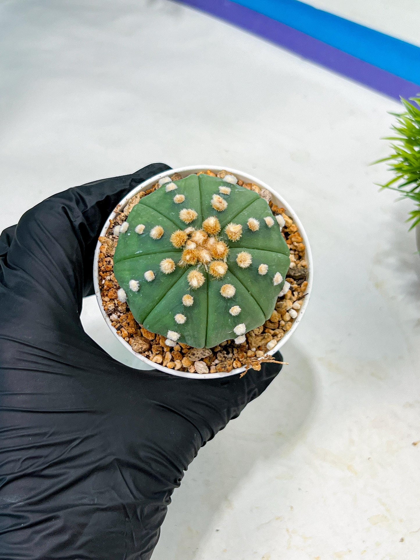 Custom Order- We’ll send you the exact live plant pictured (T10) (p5) | Las Vegas Plant Shp | 3" Pot
