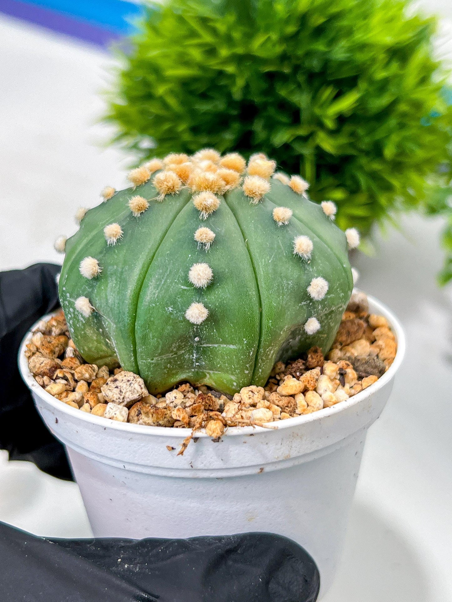 Custom Order- We’ll send you the exact live plant pictured (T10) (p5) | Las Vegas Plant Shp | 3" Pot