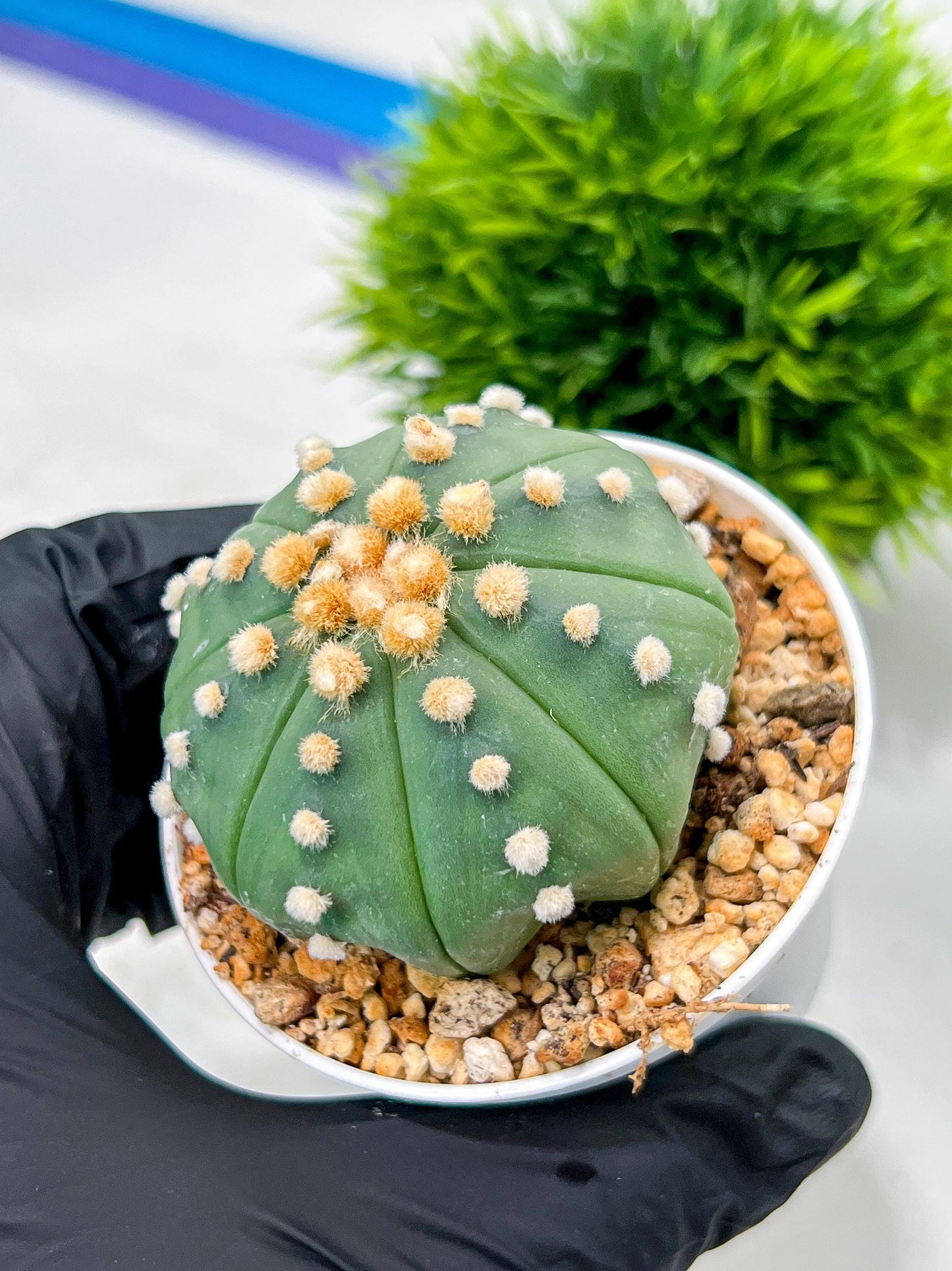 Custom Order- We’ll send you the exact live plant pictured (T10) (p5) | Las Vegas Plant Shp | 3" Pot