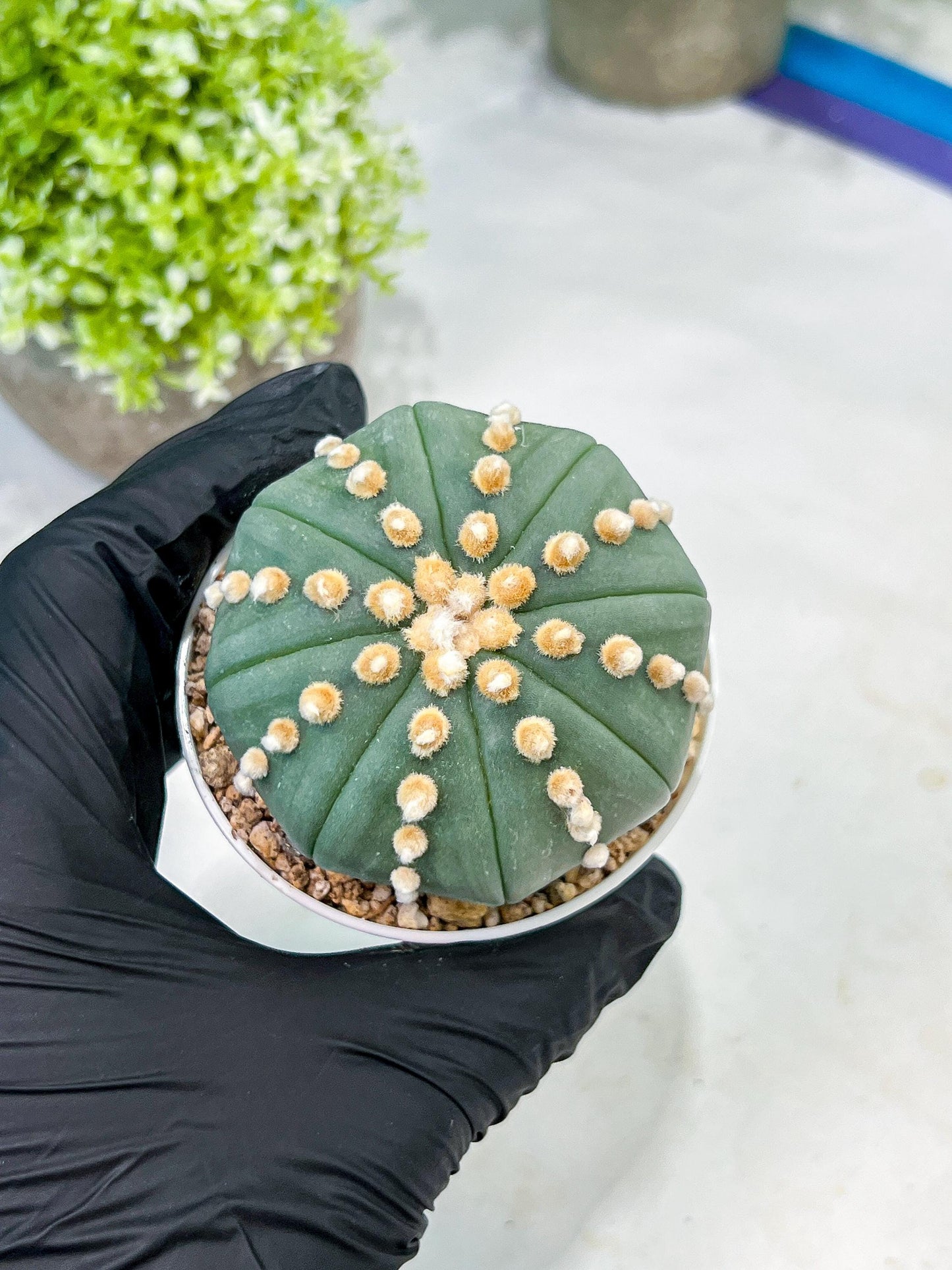 Custom Order- We’ll send you the exact live plant pictured (T10) (p6) | American Plant Seller | 3" Pot