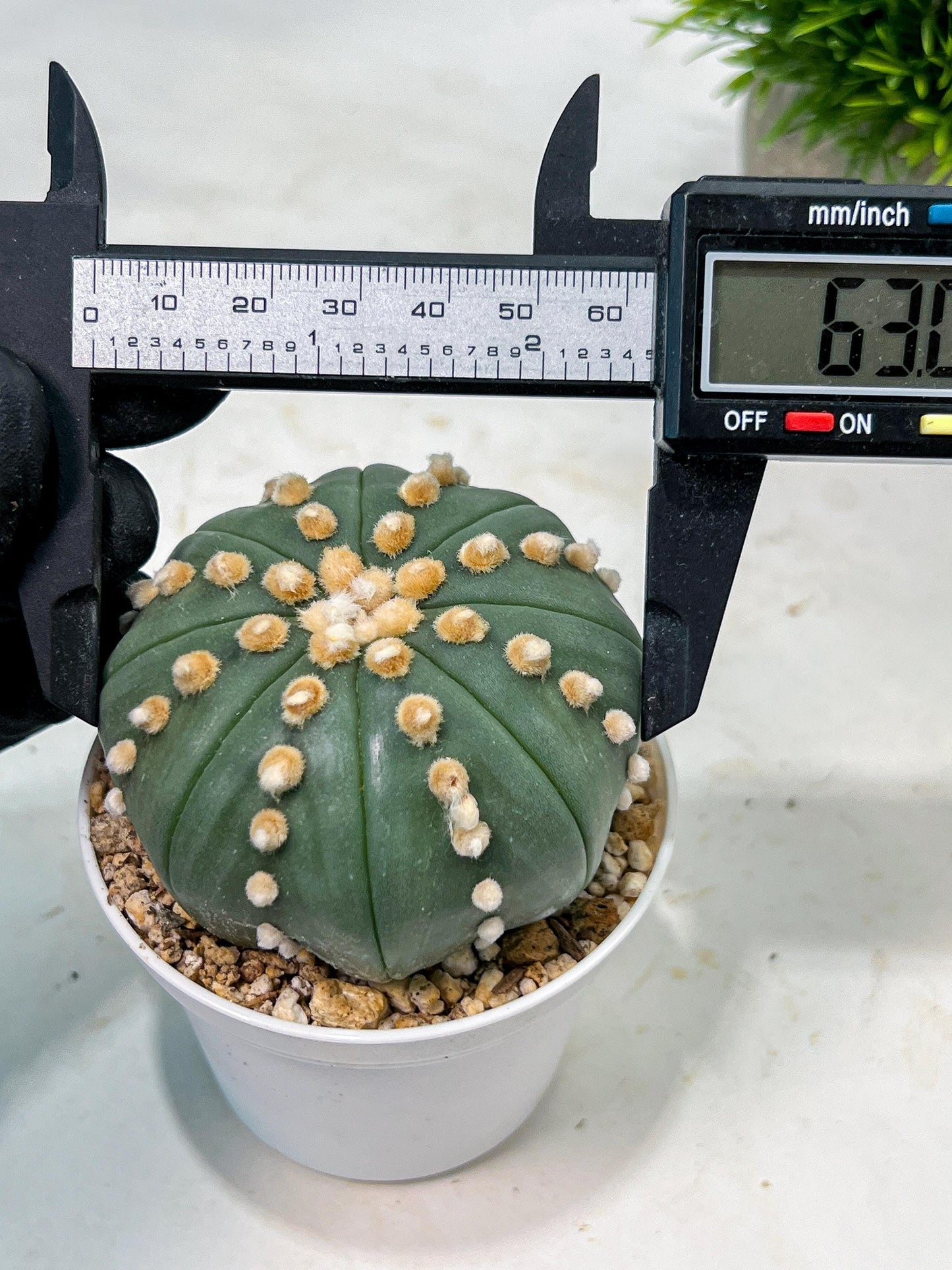 Custom Order- We’ll send you the exact live plant pictured (T10) (p6) | American Plant Seller | 3" Pot