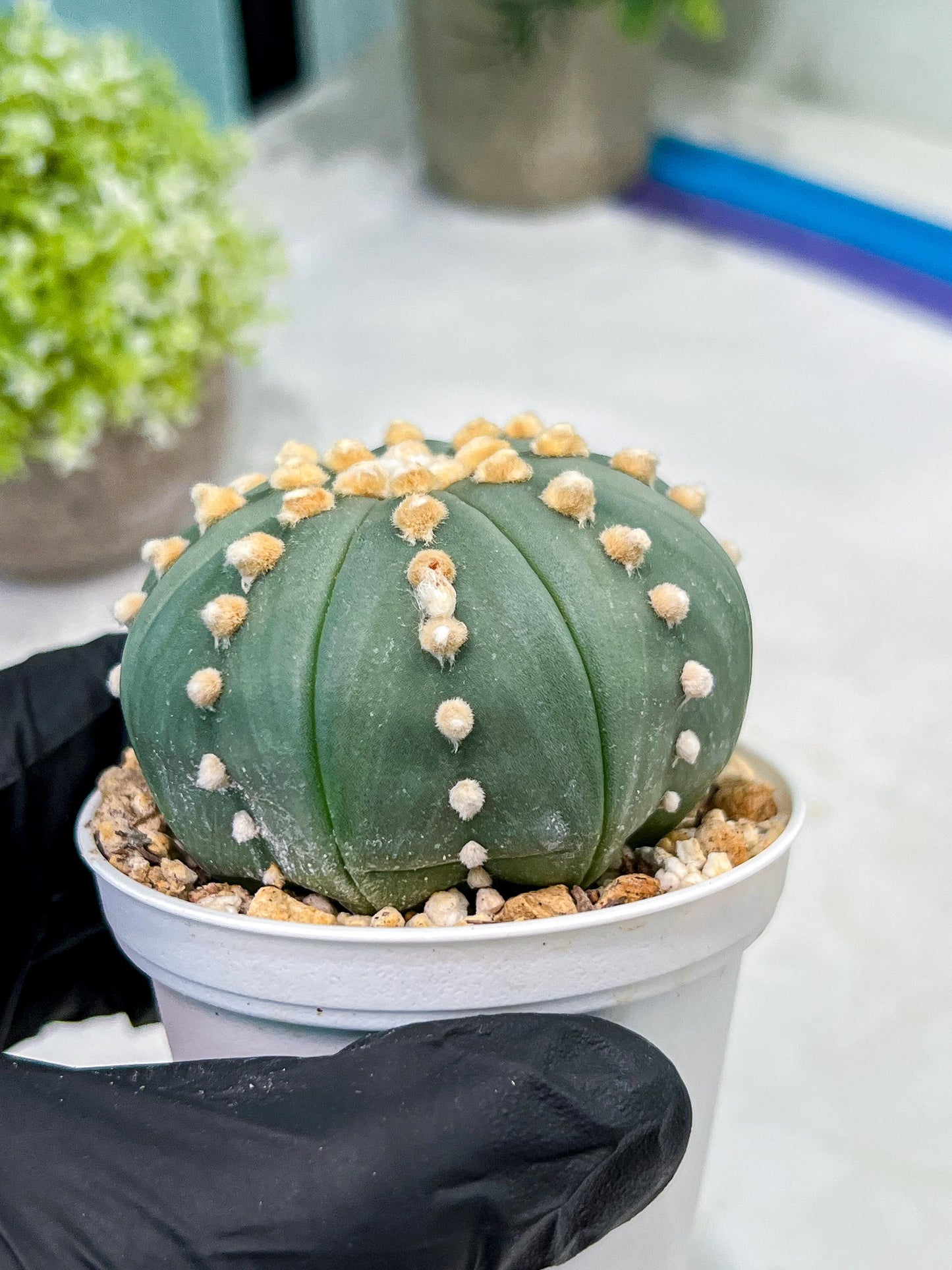 Custom Order- We’ll send you the exact live plant pictured (T10) (p6) | American Plant Seller | 3" Pot