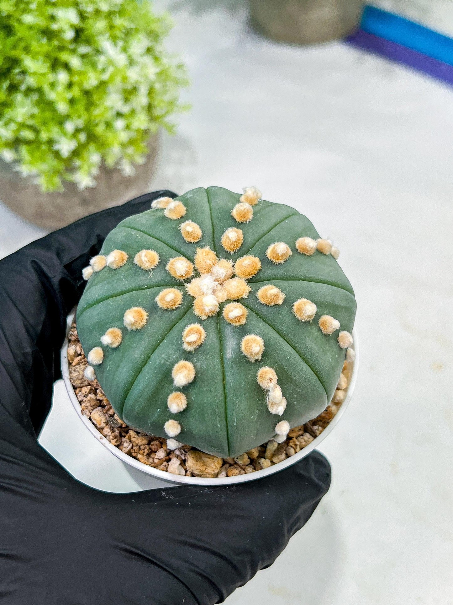 Custom Order- We’ll send you the exact live plant pictured (T10) (p6) | American Plant Seller | 3" Pot