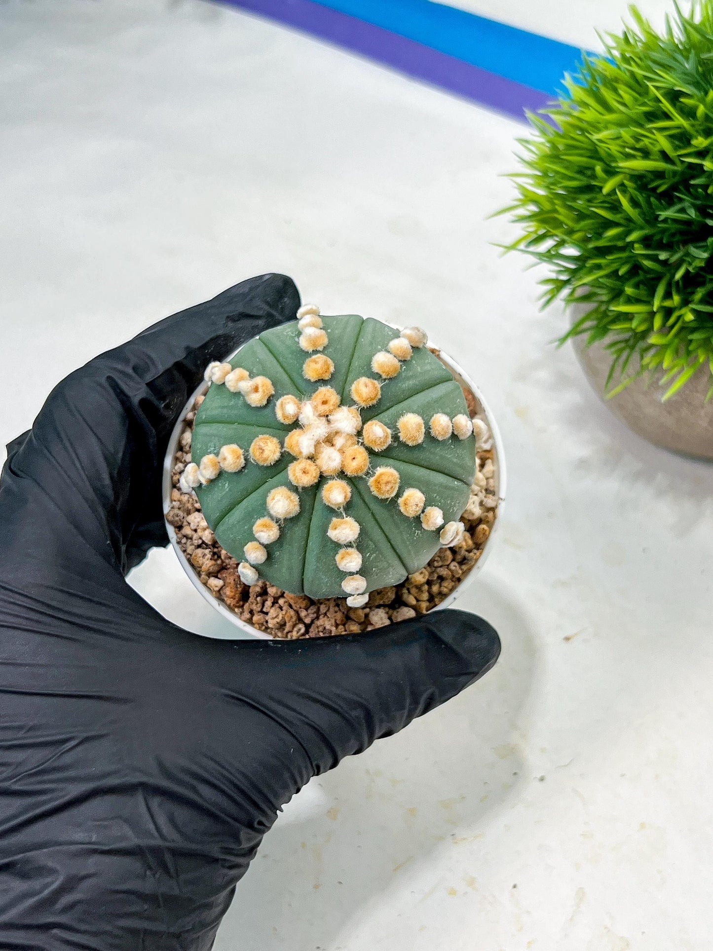 Custom Order- We’ll send you the exact live plant pictured (T10) (p7) | American Plant Seller | 3" Pot