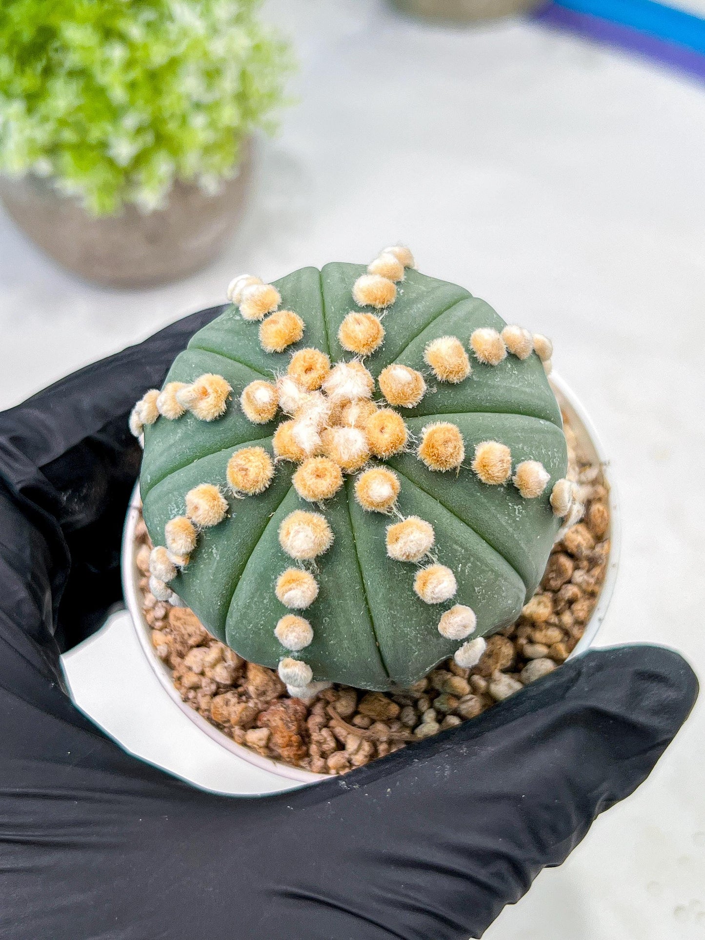 Custom Order- We’ll send you the exact live plant pictured (T10) (p7) | American Plant Seller | 3" Pot