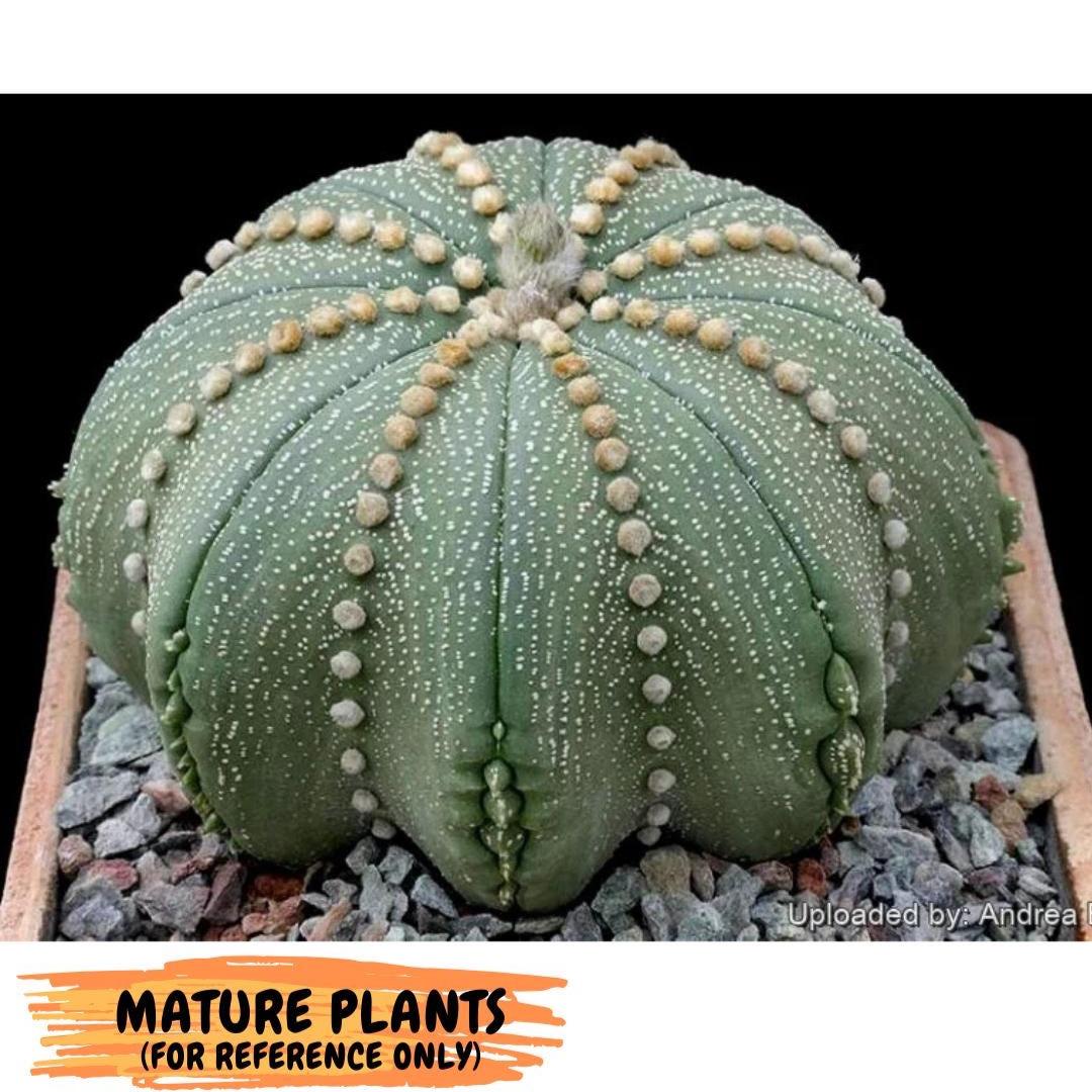Custom Order- We’ll send you the exact live plant pictured (T10) (p1) | Imported From Japan | 3