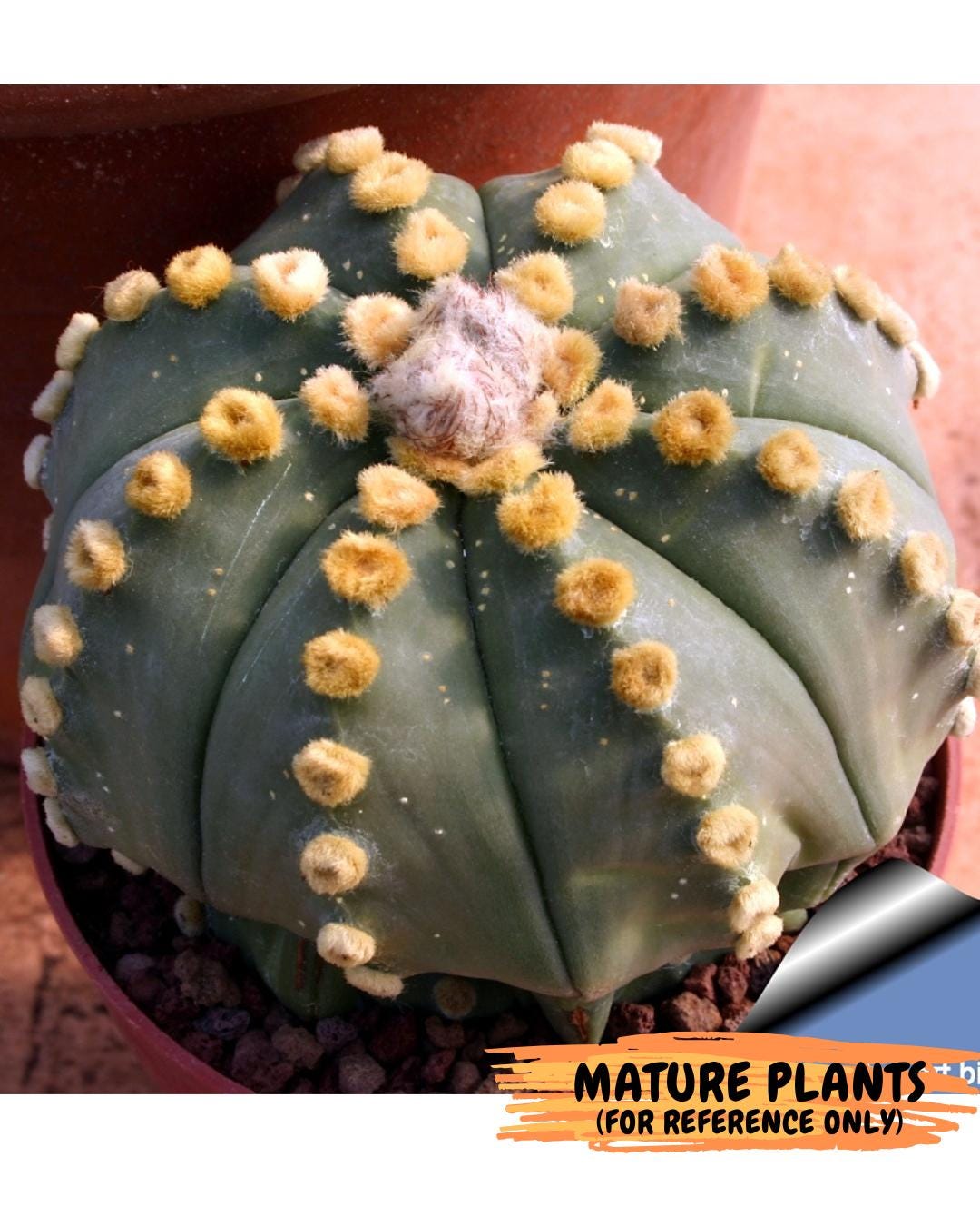 Custom Order- We’ll send you the exact live plant pictured (T10) (p4) | Las Vegas PLANT SELLER| 3" Pot