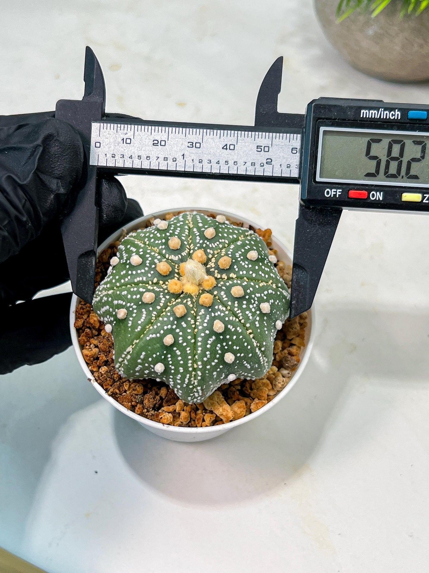 Custom Order- We’ll send you the exact live plant pictured (T10) (y1) | Imported From Japan | 3" Pot
