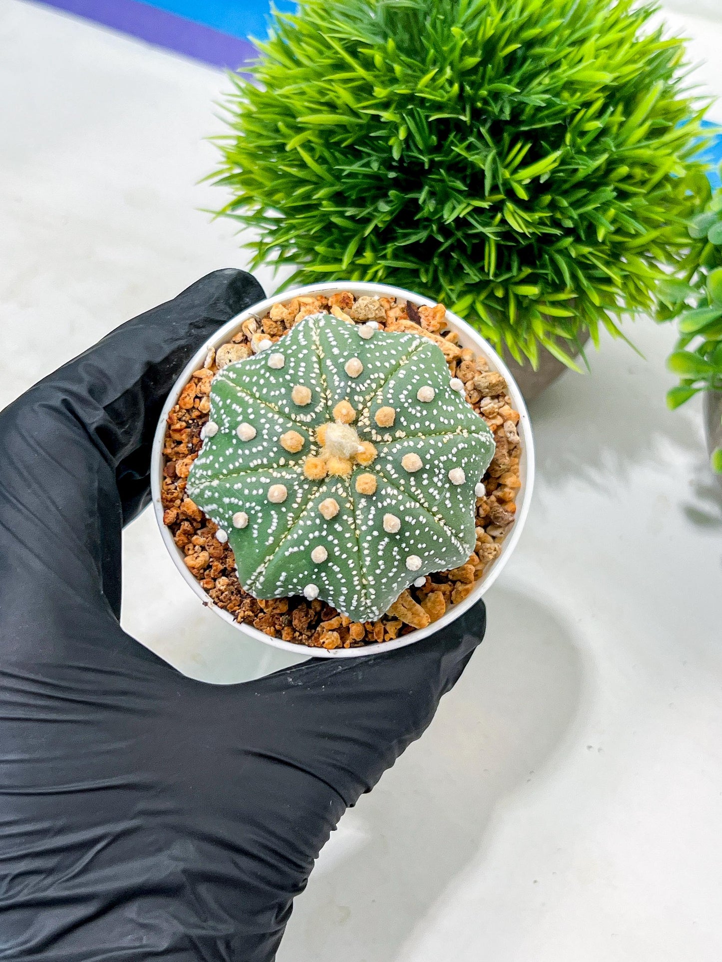 Custom Order- We’ll send you the exact live plant pictured (T10) (y1) | Imported From Japan | 3" Pot