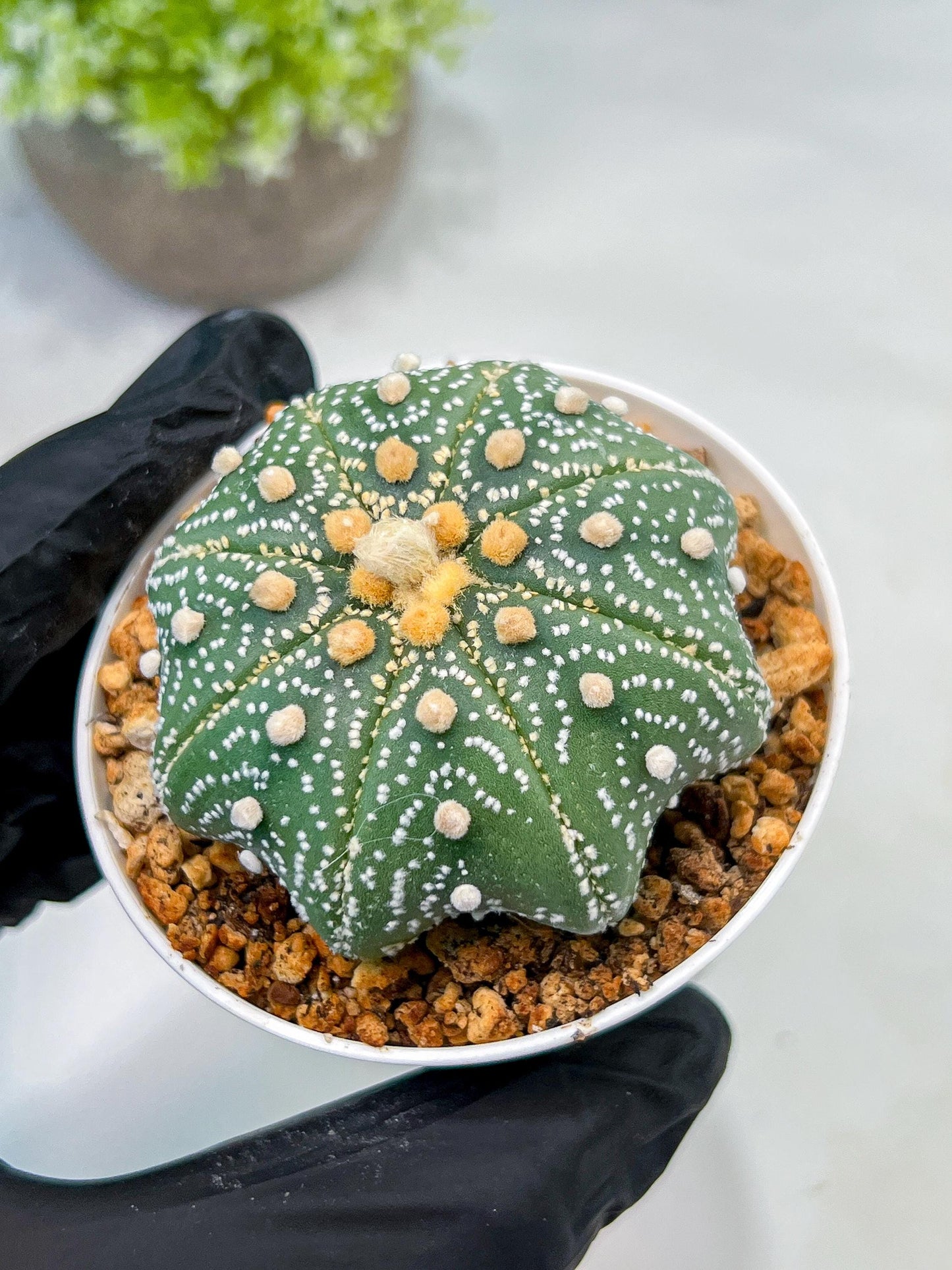 Custom Order- We’ll send you the exact live plant pictured (T10) (y1) | Imported From Japan | 3" Pot
