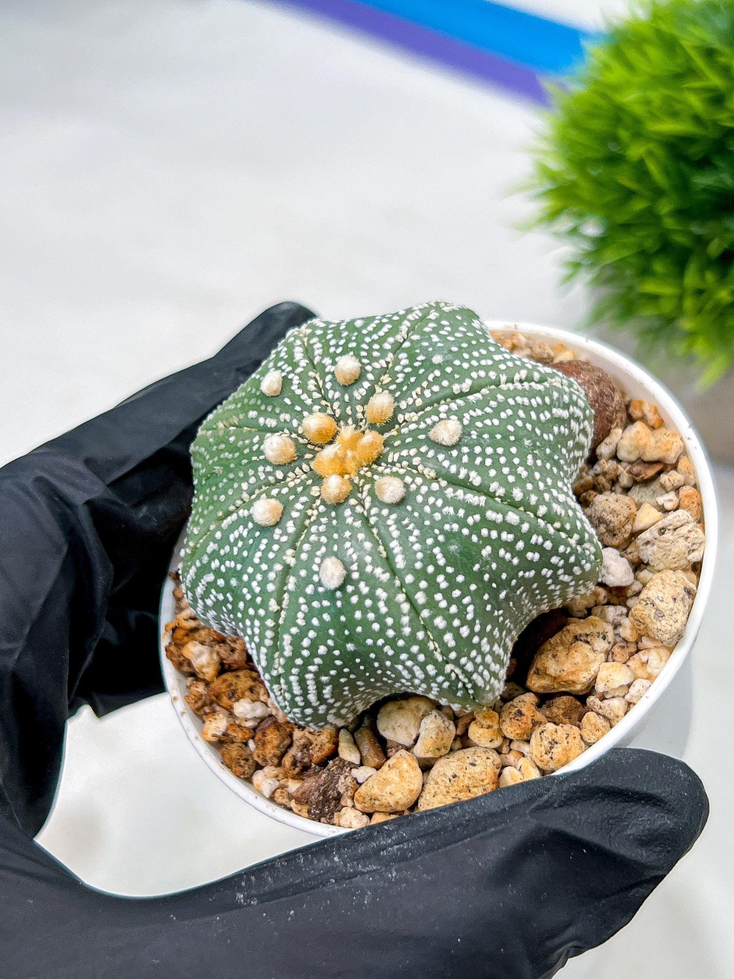 Custom Order- We’ll send you the exact live plant pictured (T10) (y2) | Las Vegas Plant Shop | 3" Pot