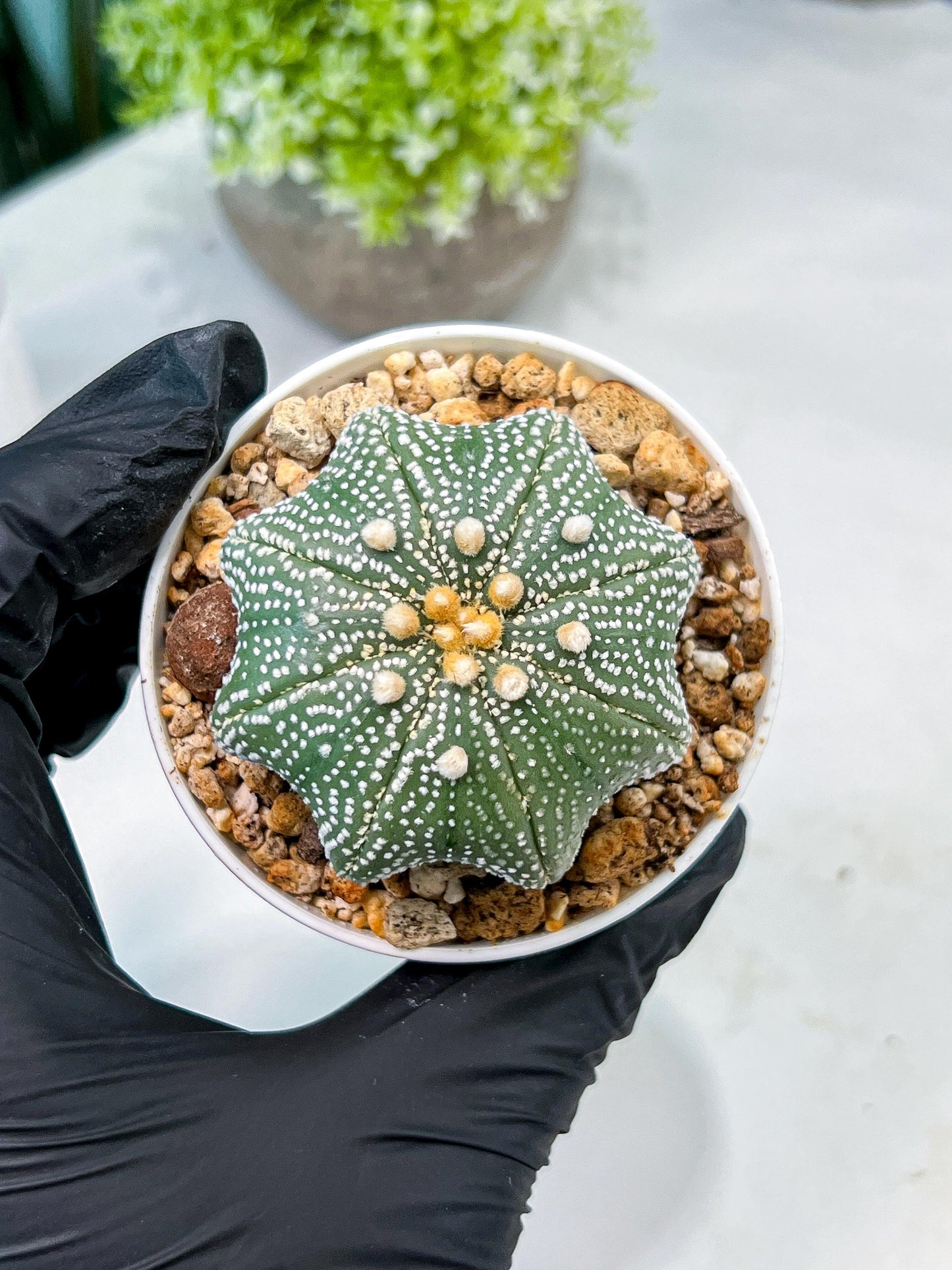 Custom Order- We’ll send you the exact live plant pictured (T10) (y2) | Las Vegas Plant Shop | 3" Pot