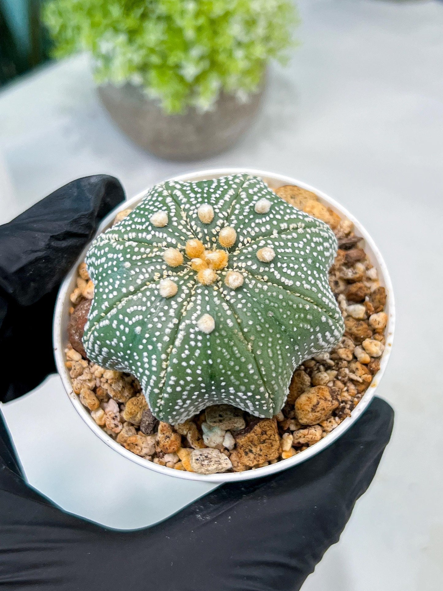 Custom Order- We’ll send you the exact live plant pictured (T10) (y2) | Las Vegas Plant Shop | 3" Pot