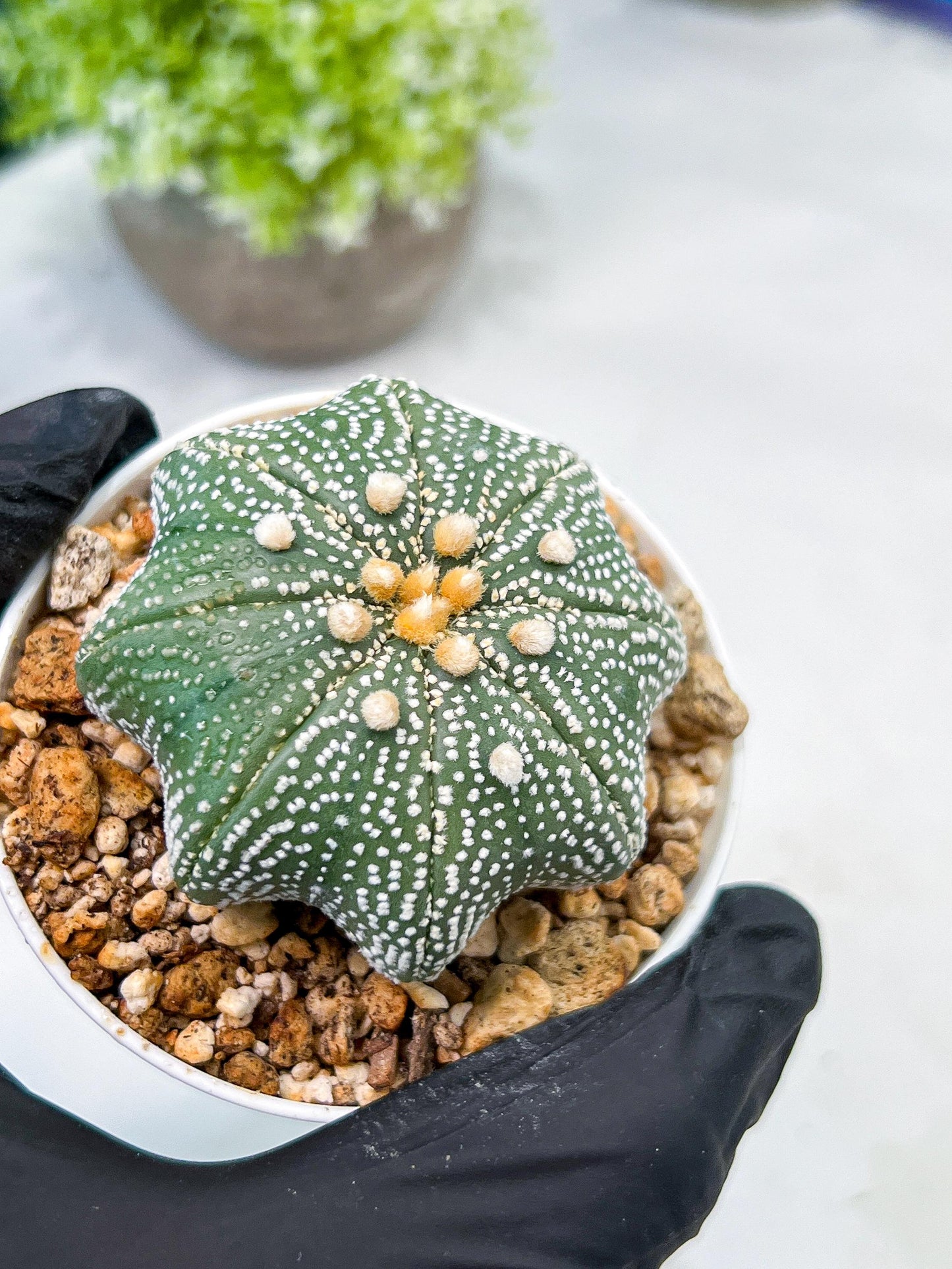 Custom Order- We’ll send you the exact live plant pictured (T10) (y2) | Las Vegas Plant Shop | 3" Pot