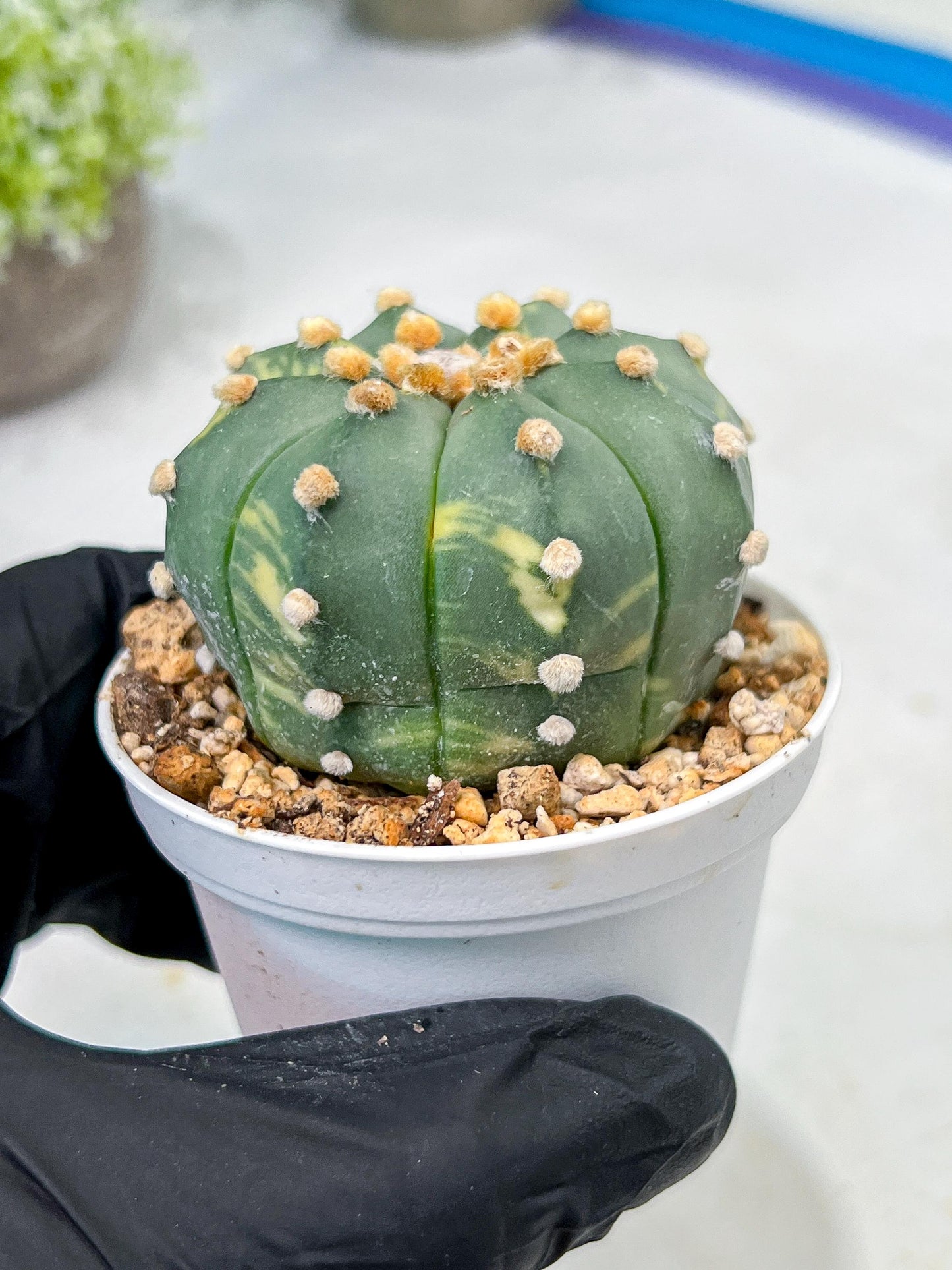 Custom Order- We’ll send you the exact live plant pictured (T10) (y3) | SHIP from USA | 3" Pot