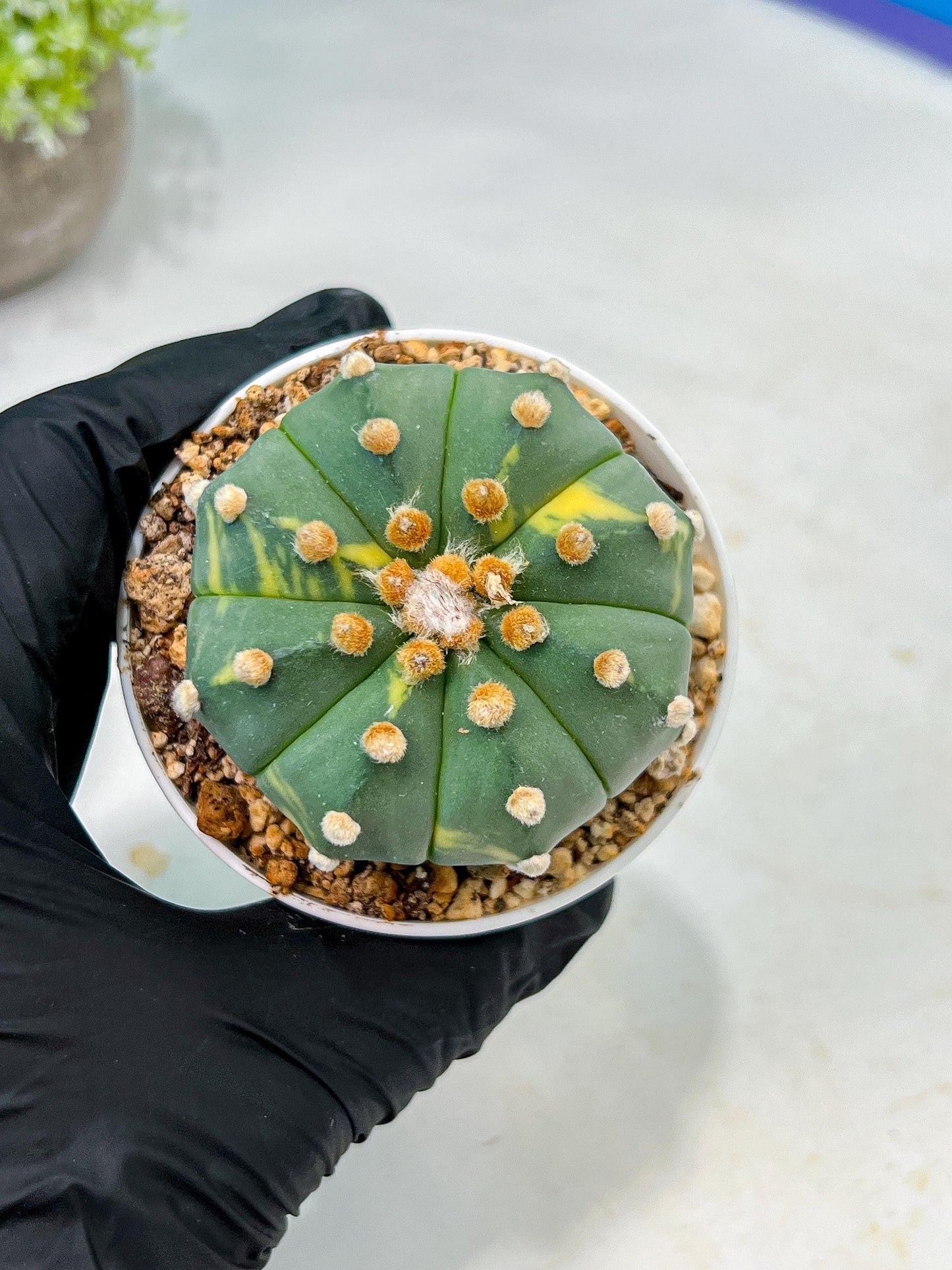 Custom Order- We’ll send you the exact live plant pictured (T10) (y3) | SHIP from USA | 3" Pot