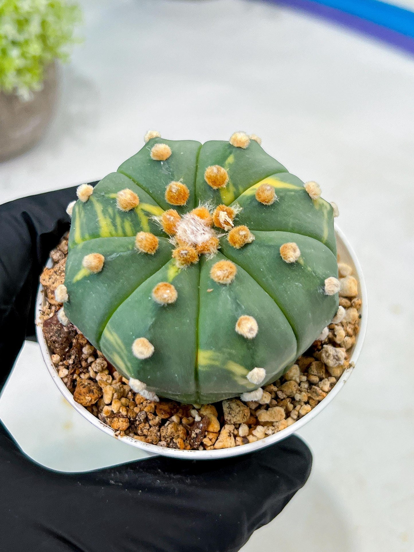 Custom Order- We’ll send you the exact live plant pictured (T10) (y3) | SHIP from USA | 3" Pot