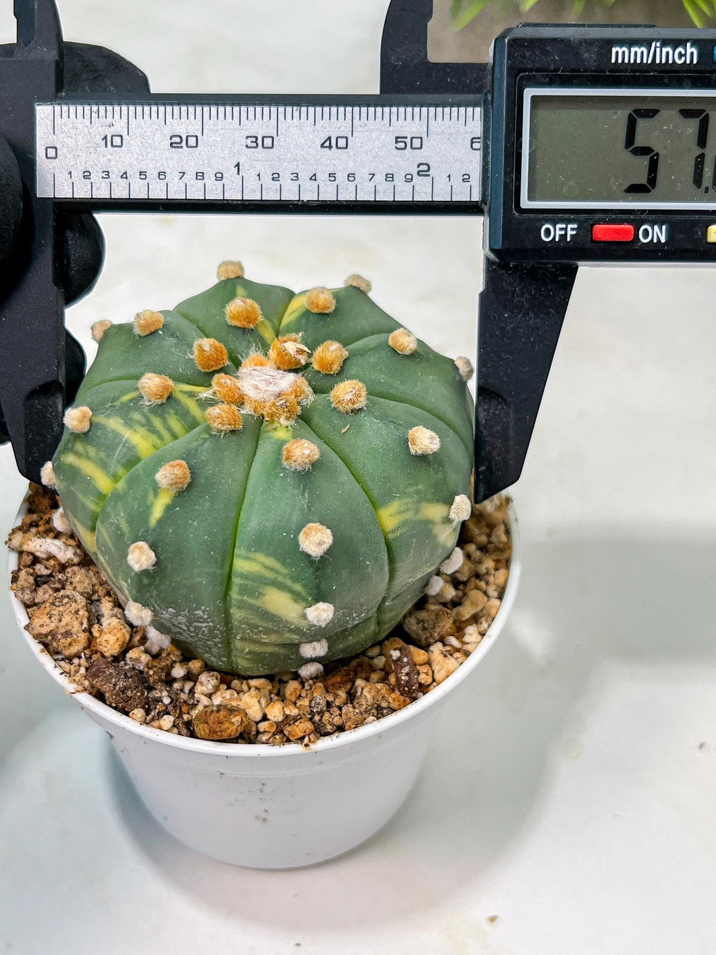 Custom Order- We’ll send you the exact live plant pictured (T10) (y3) | SHIP from USA | 3" Pot