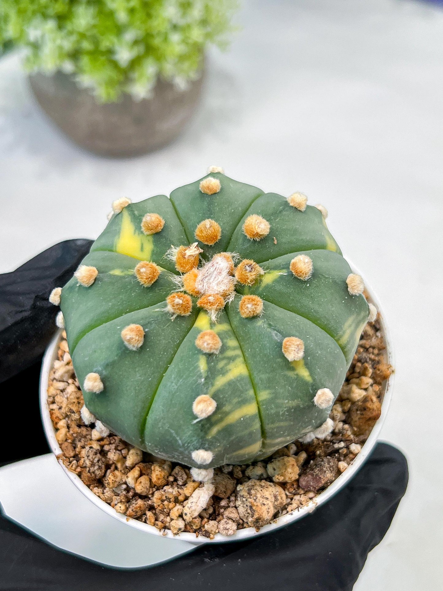 Custom Order- We’ll send you the exact live plant pictured (T10) (y3) | SHIP from USA | 3" Pot