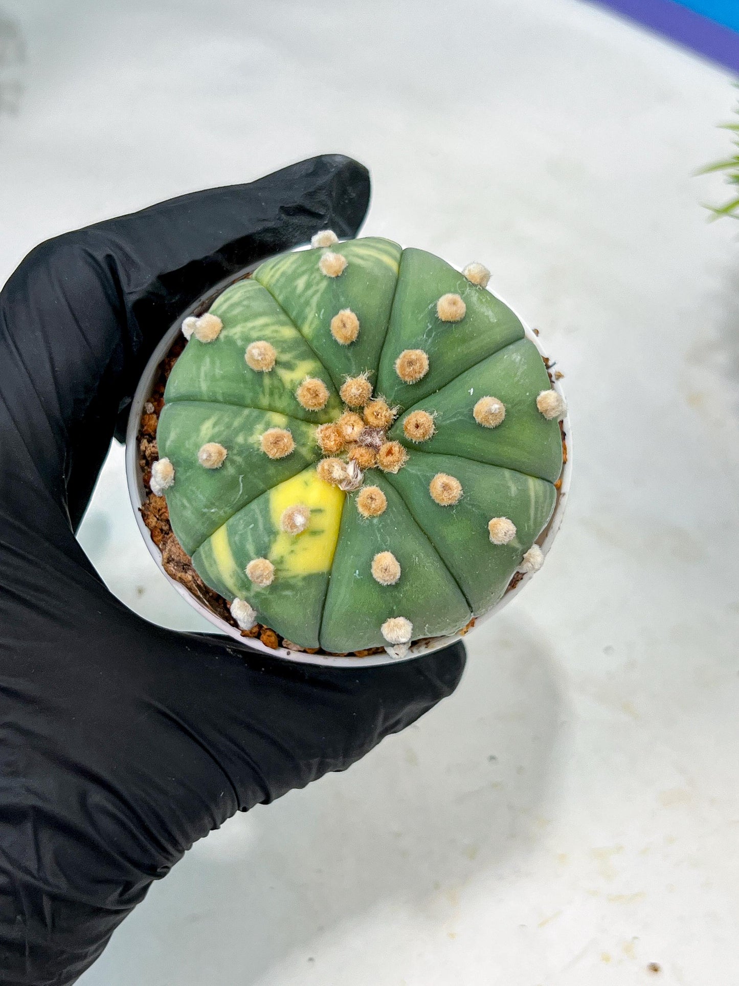 Custom Order- We’ll send you the exact live plant pictured (T10) (y5) | Las Vegas Plant Shp | 3" Pot