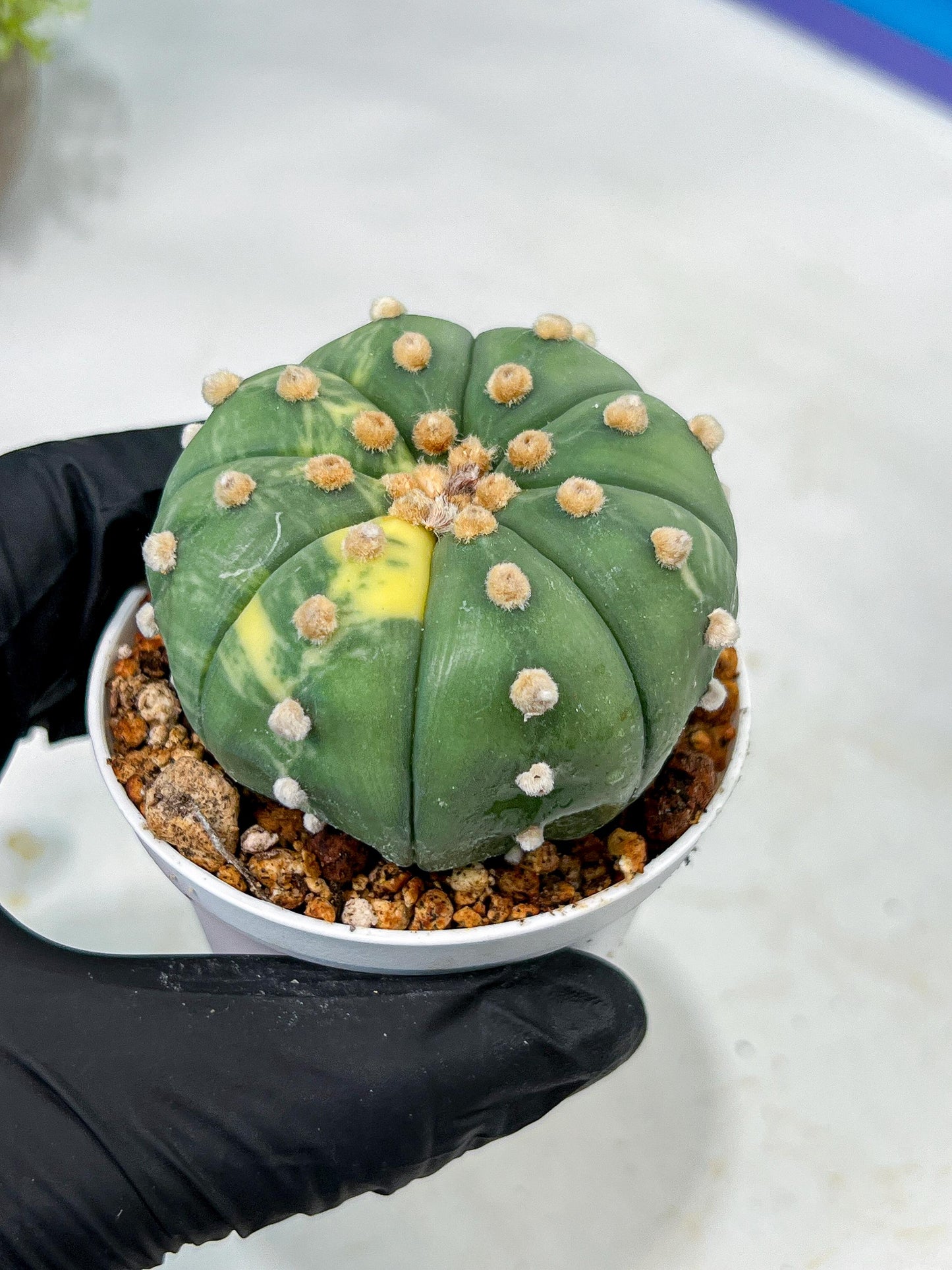 Custom Order- We’ll send you the exact live plant pictured (T10) (y5) | Las Vegas Plant Shp | 3" Pot