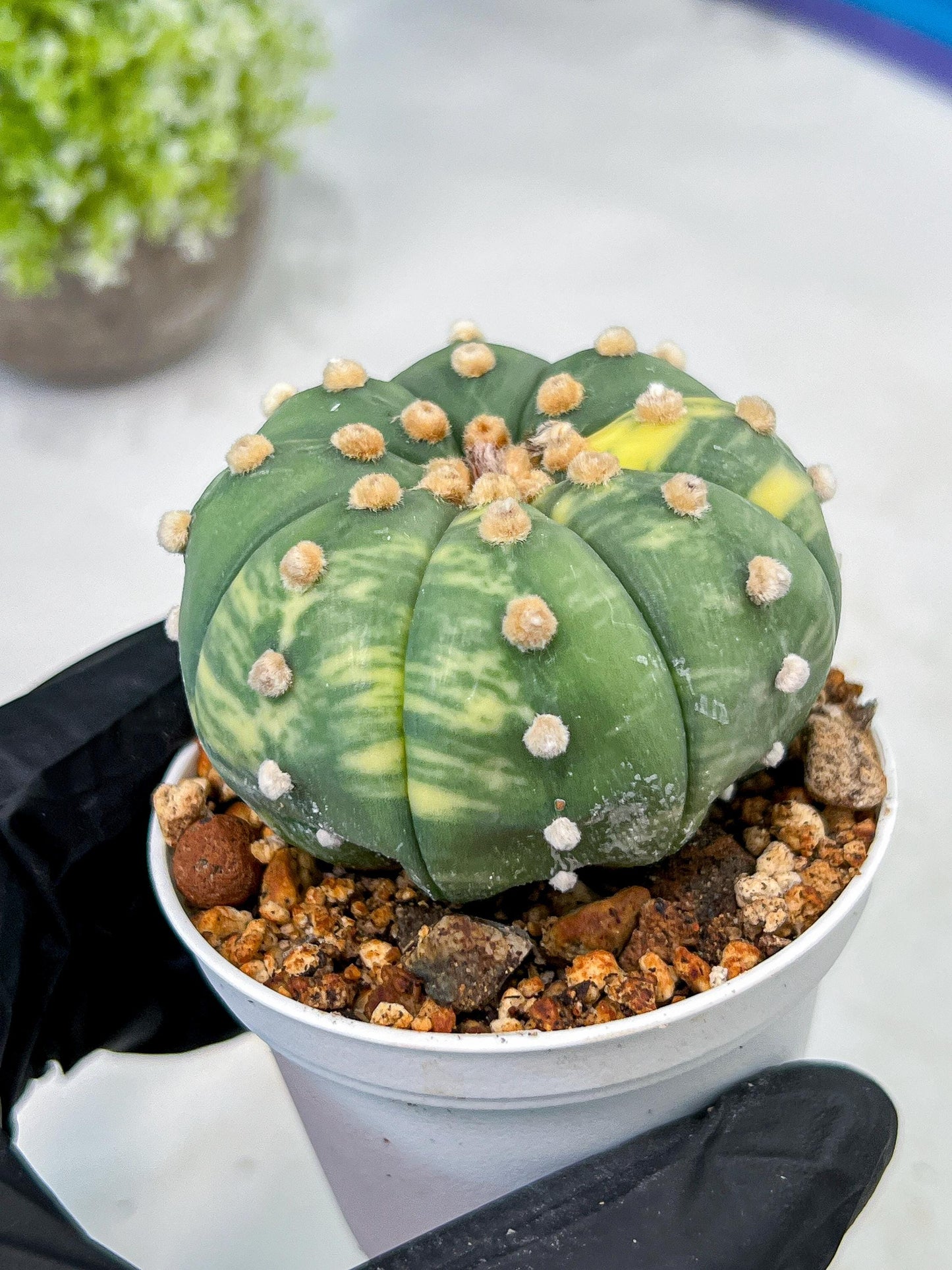 Custom Order- We’ll send you the exact live plant pictured (T10) (y5) | Las Vegas Plant Shp | 3" Pot