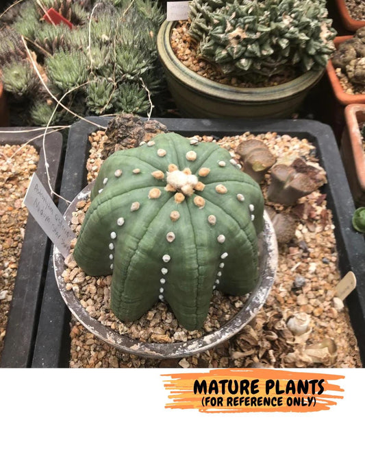 Custom Order- We’ll send you the exact live plant pictured (T10) (y1) | Imported From Japan | 3" Pot