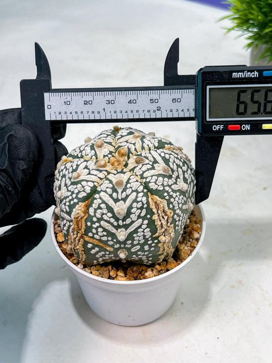 Custom Order- We’ll send you the exact live plant pictured (T10) (b1) | Imported From Japan | 3" Pot