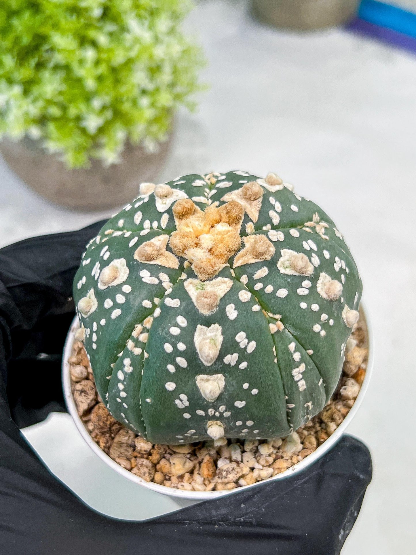 Custom Order- We’ll send you the exact live plant pictured (T10) (b2) | Las Vegas Plant Shop | 3" Pot
