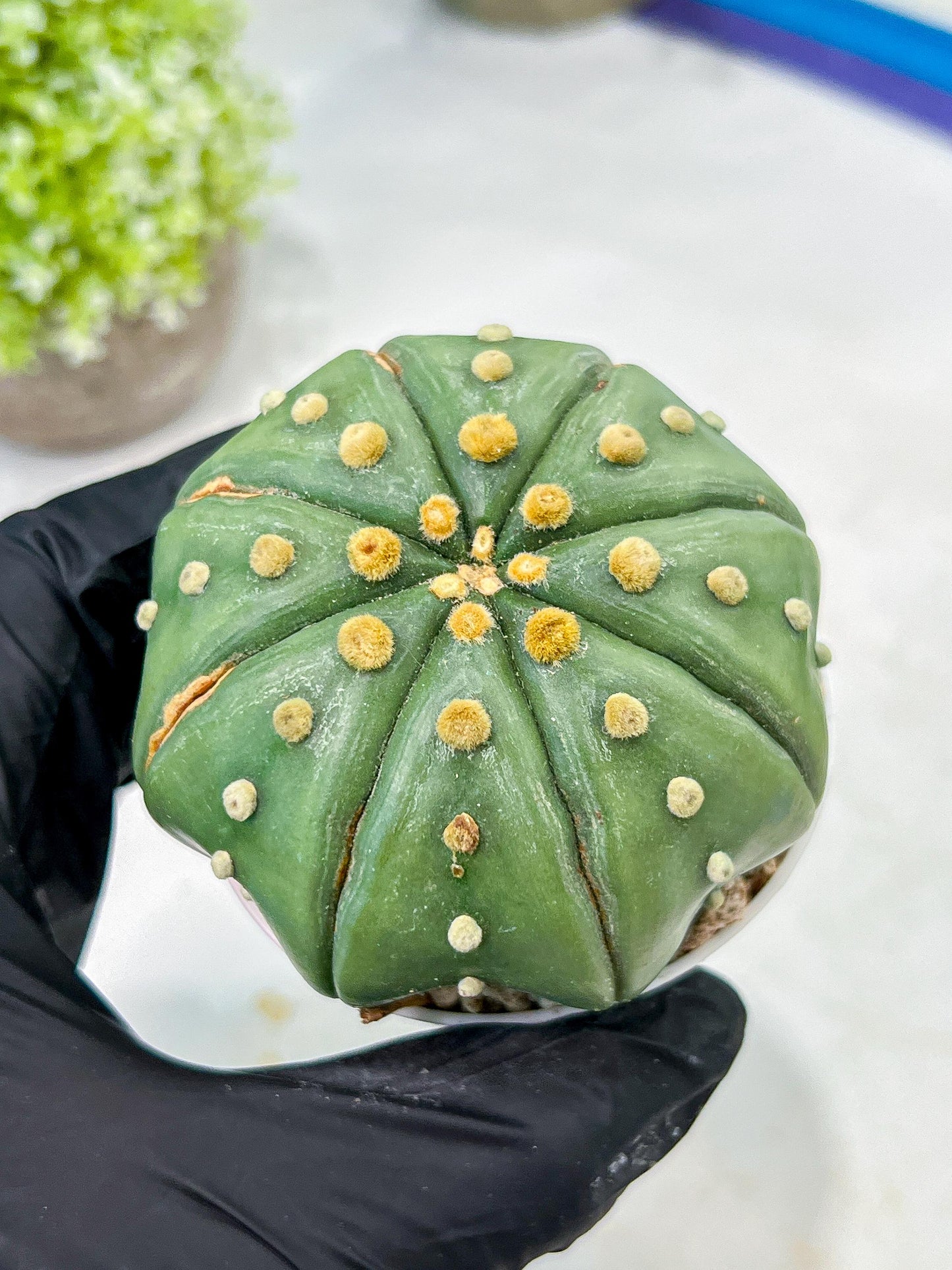 Custom Order- We’ll send you the exact live plant pictured (T10) (b3) | SHIP from USA | 3" Pot