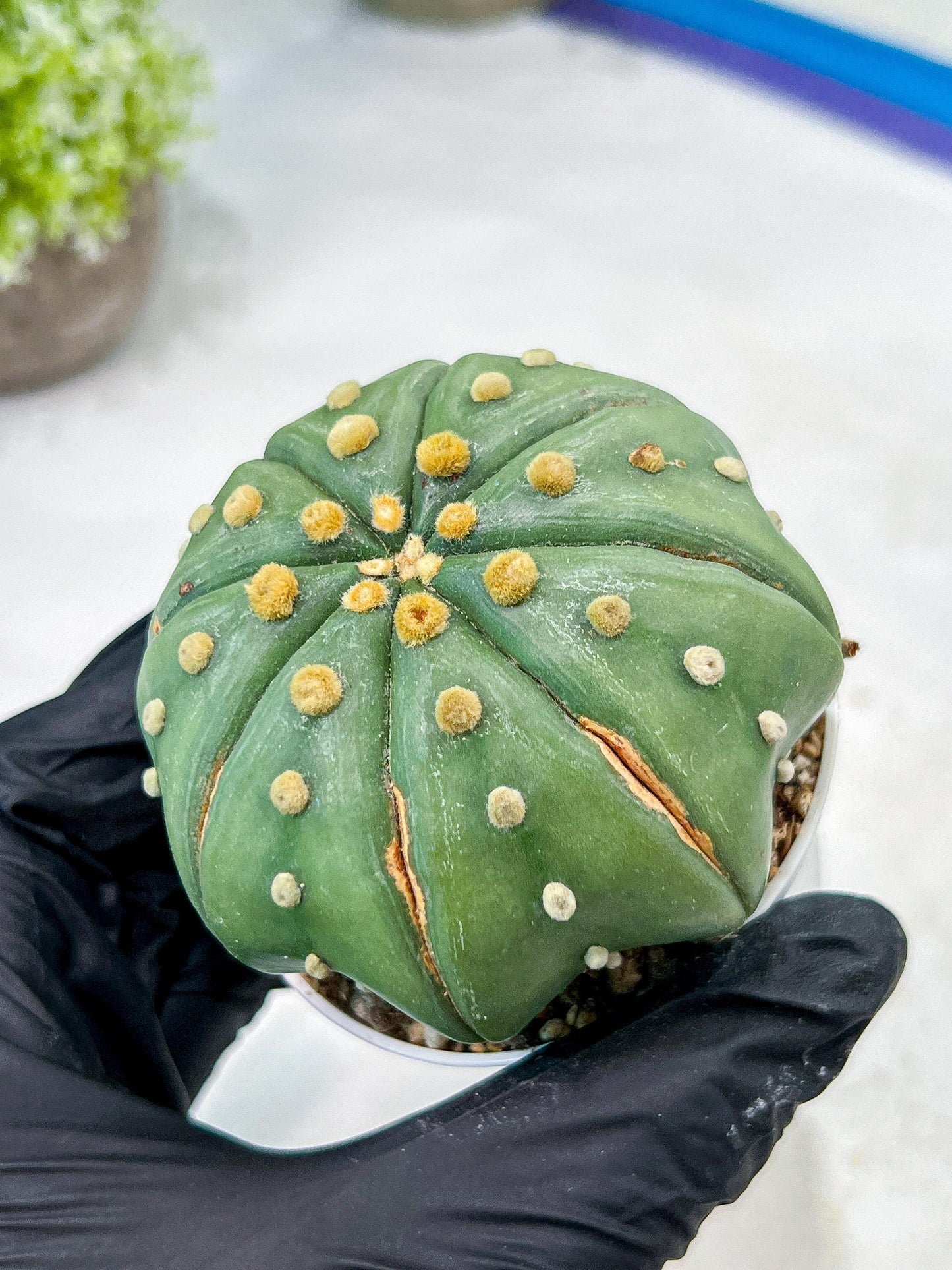 Custom Order- We’ll send you the exact live plant pictured (T10) (b3) | SHIP from USA | 3" Pot
