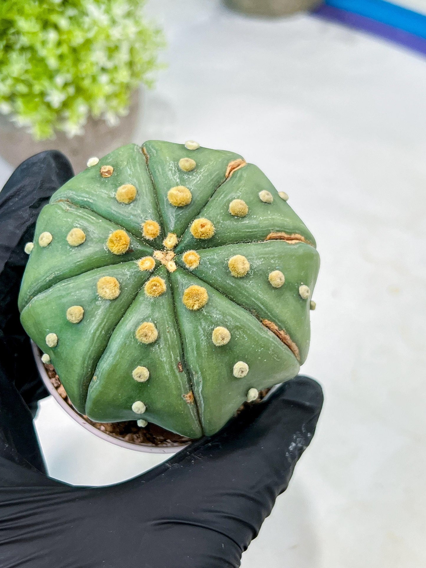 Custom Order- We’ll send you the exact live plant pictured (T10) (b3) | SHIP from USA | 3" Pot