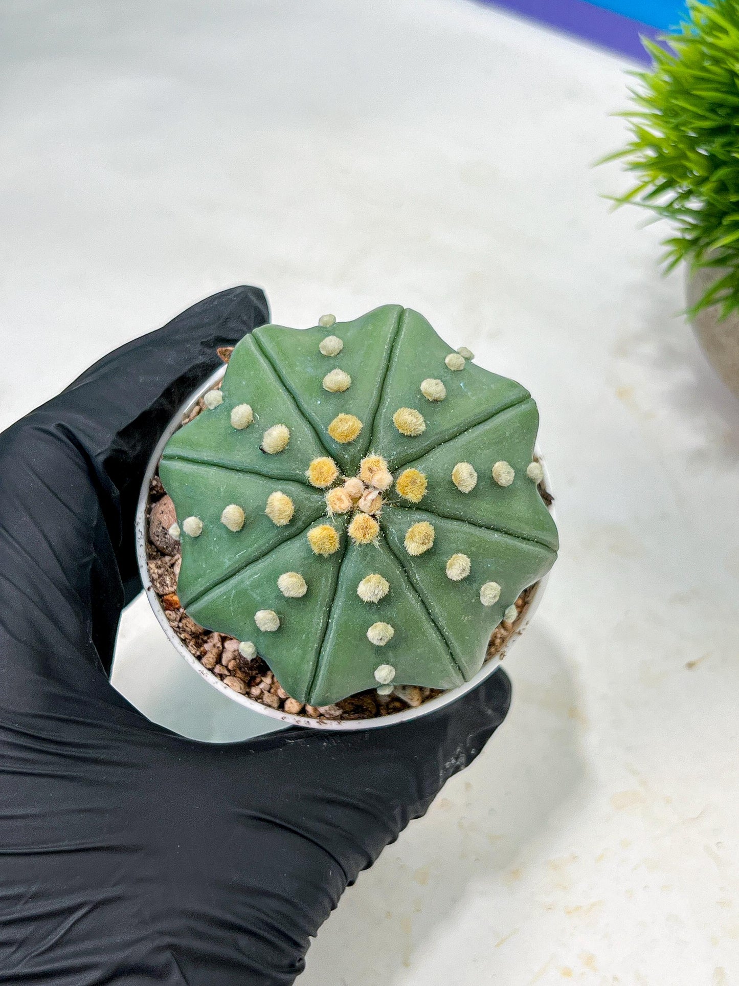 Custom Order- We’ll send you the exact live plant pictured (T10) (b4) | Las Vegas PLANT SELLER| 3" Pot
