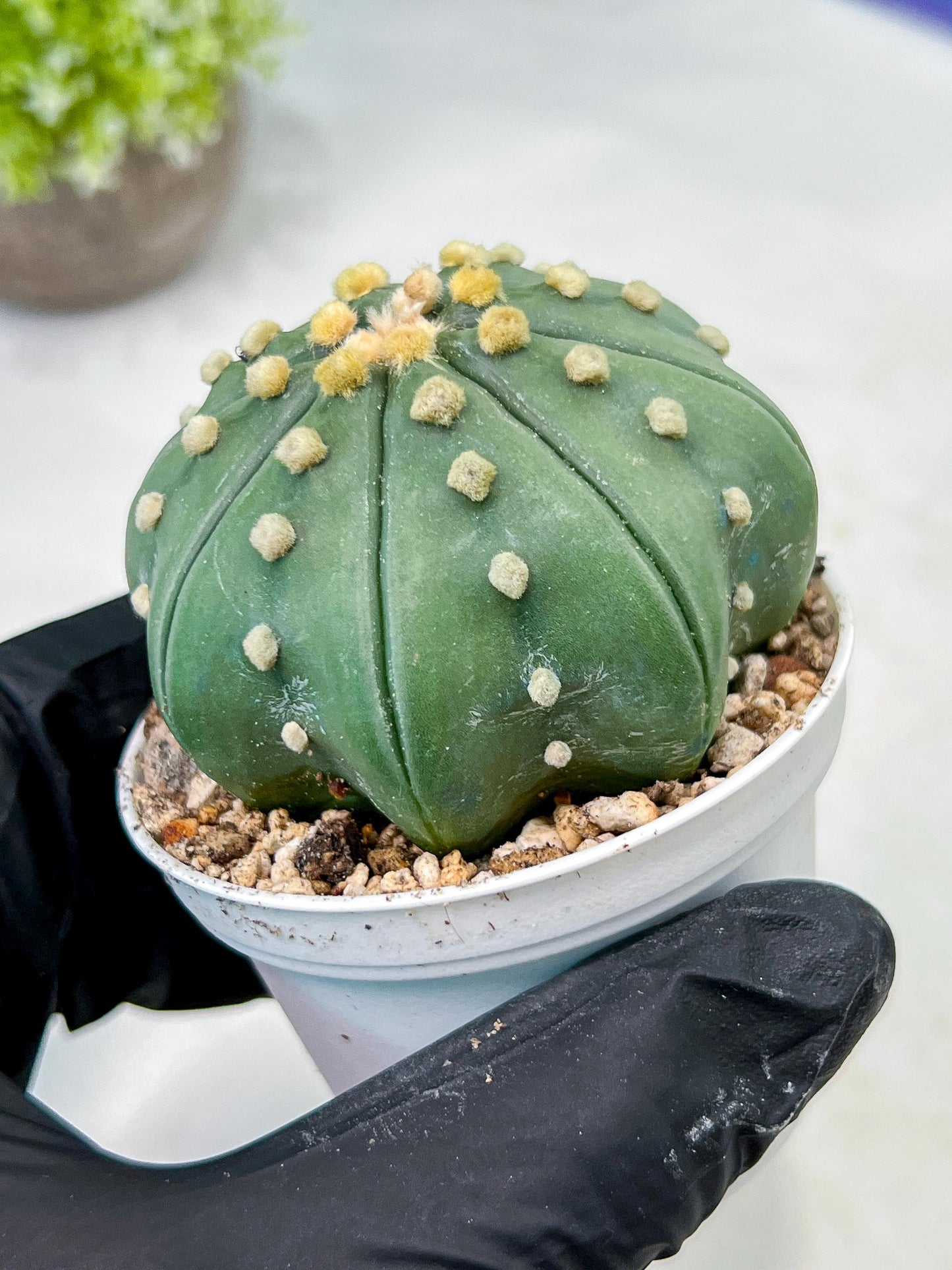 Custom Order- We’ll send you the exact live plant pictured (T10) (b4) | Las Vegas PLANT SELLER| 3" Pot