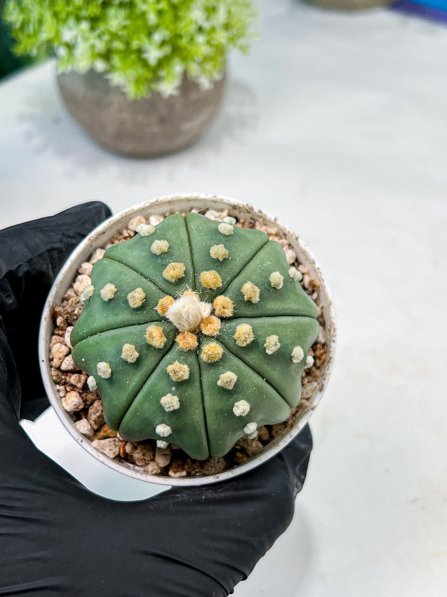 Custom Order- We’ll send you the exact live plant pictured (T10) (b5) | Las Vegas Plant Shp | 3" Pot