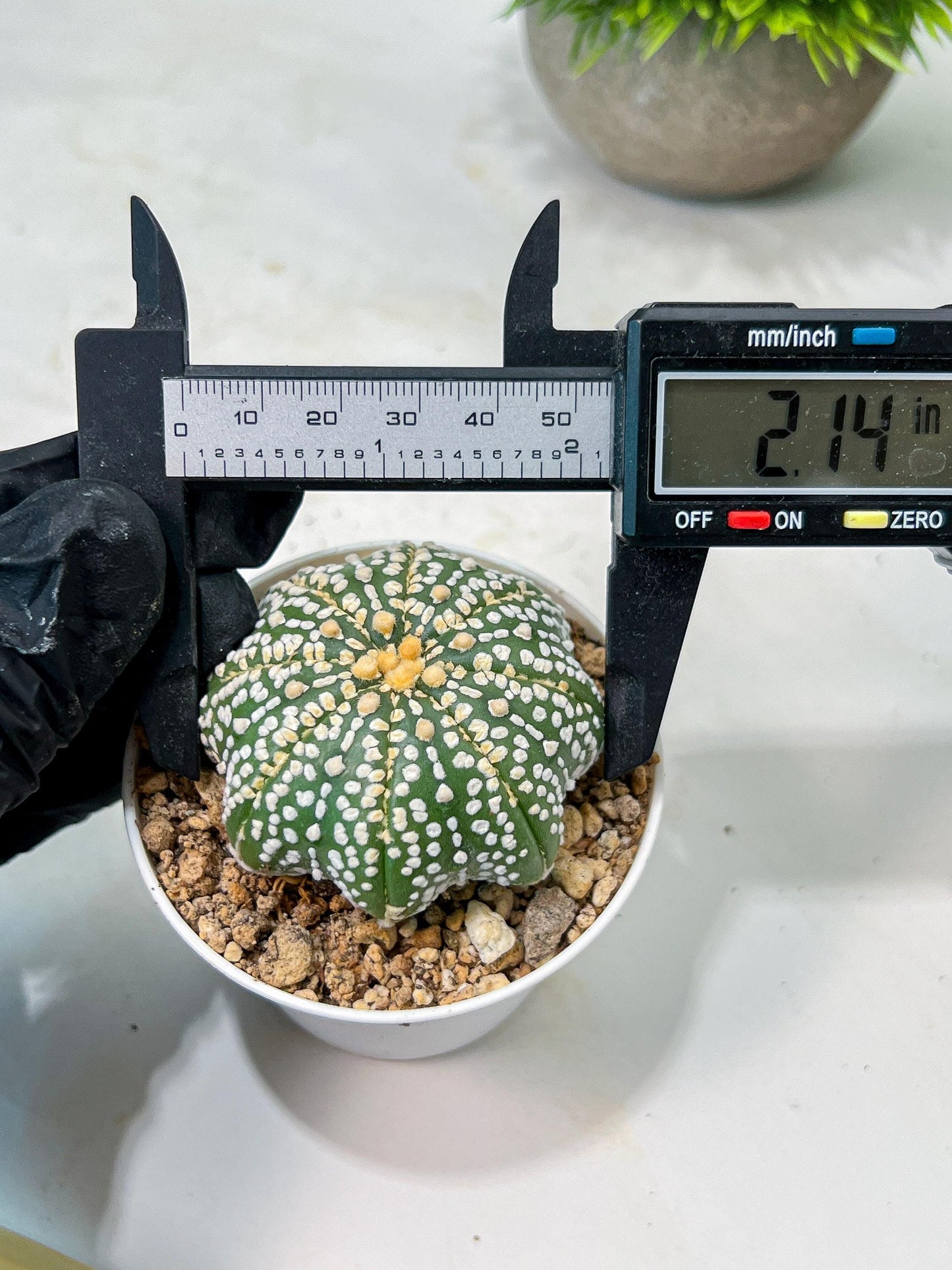 Custom Order- We’ll send you the exact live plant pictured (T10) (b6) | American Plant Seller | 3" Pot