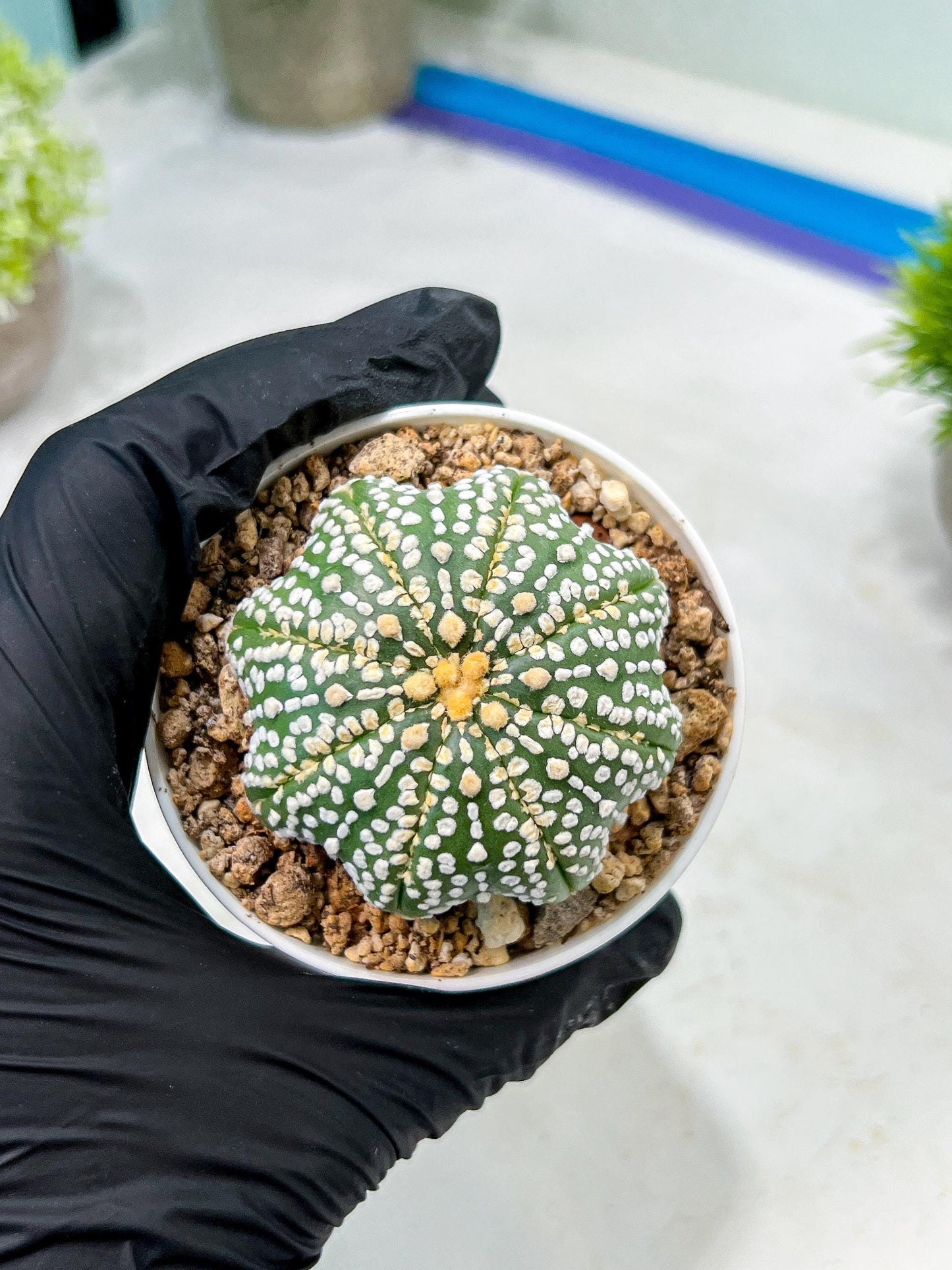 Custom Order- We’ll send you the exact live plant pictured (T10) (b6) | American Plant Seller | 3" Pot