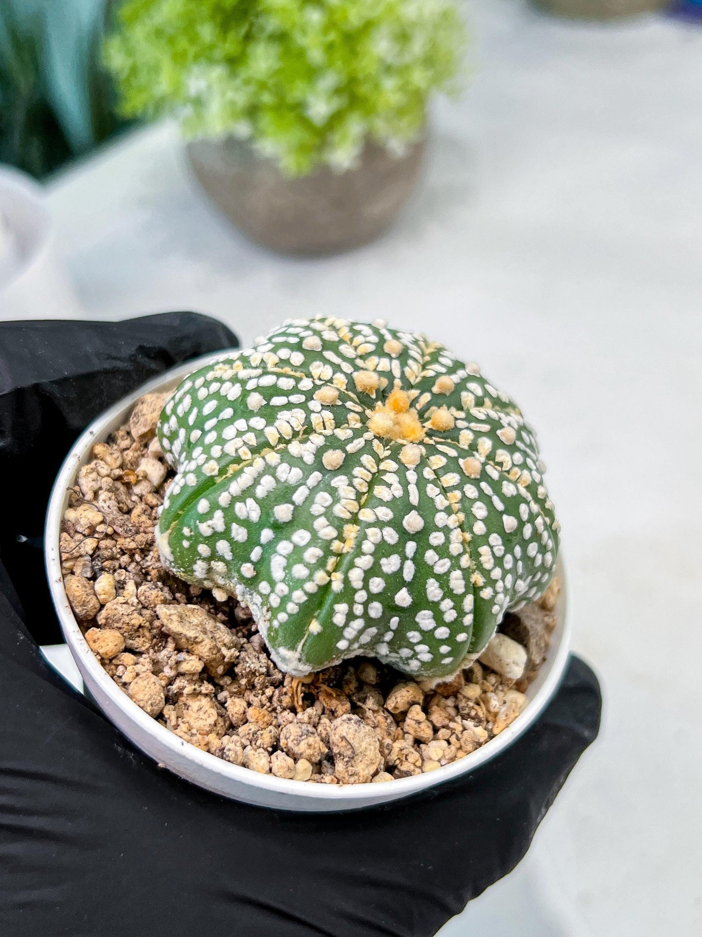 Custom Order- We’ll send you the exact live plant pictured (T10) (b6) | American Plant Seller | 3" Pot