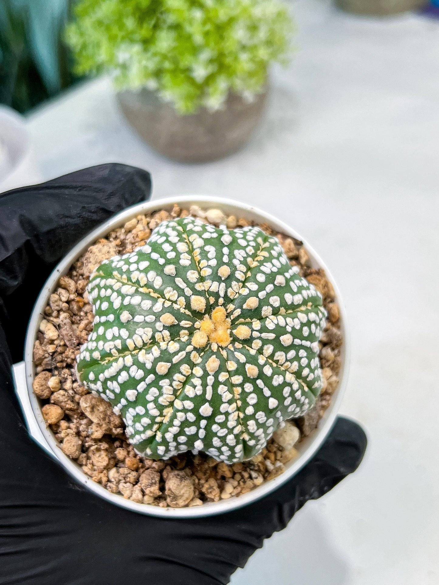 Custom Order- We’ll send you the exact live plant pictured (T10) (b6) | American Plant Seller | 3" Pot