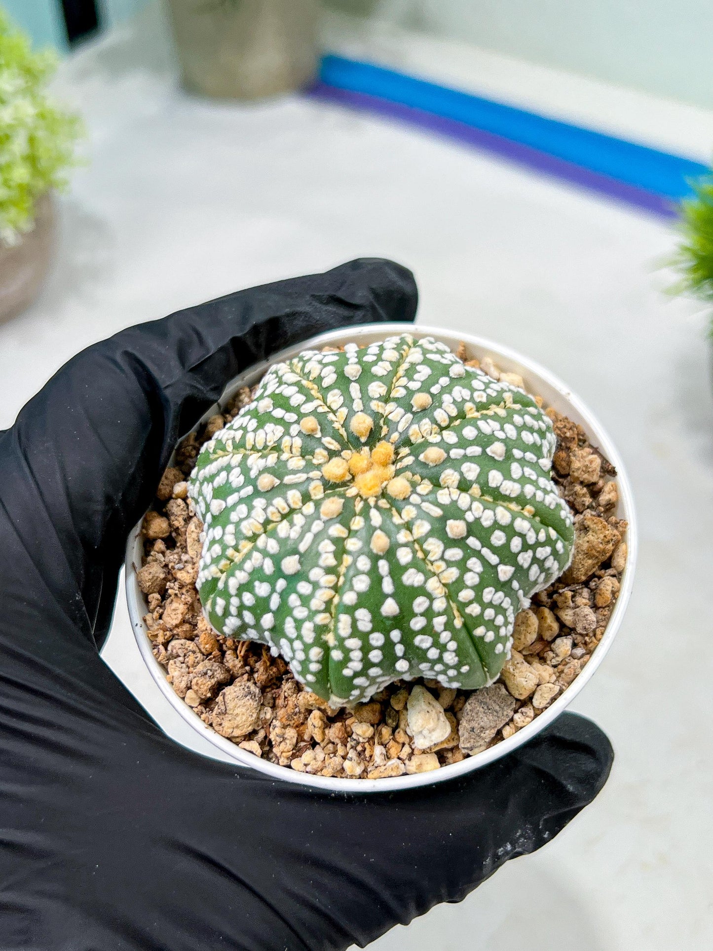 Custom Order- We’ll send you the exact live plant pictured (T10) (b6) | American Plant Seller | 3" Pot