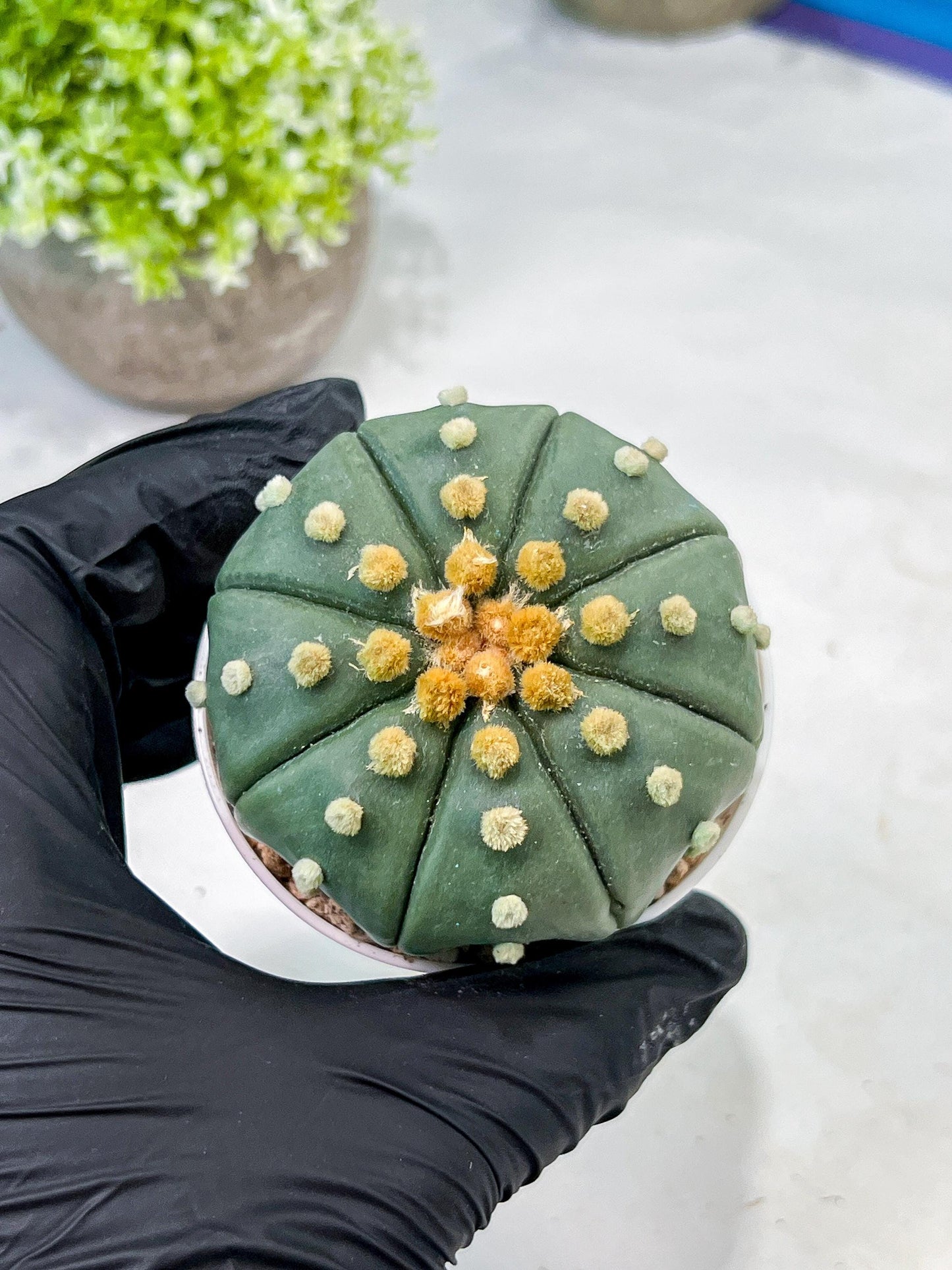 Custom Order- We’ll send you the exact live plant pictured (T10) (b7) | American Plant Seller | 3" Pot